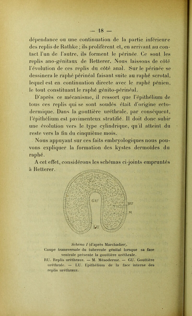 dépendance ou une continuation de la partie inférieure des replis de Rathke ; ils prolifèrent et, en arrivant au con- tact l’un de l’autre, ils forment le périnée. Ce sont les replis ano-génitaux de Retterer. Nous laissons de côté l’évolution de ces replis du côté anal. Sur le périnée se dessinera le raphé périnéal faisant suite au raphé scrotal, lequel est en continuation directe avec le raphé pénien, le tout constituant le raphé génito-périnéal. D’après ce mécanisme, il ressort que l’épithélium de tous ces replis qui se sont soudés était d’origine ecto- dermique. Dans la gouttière uréthrale, par conséquent, l’épithélium est pavimenteux stratifié. Il doit donc subir une évolution vers le type cylindrique, qu'il atteint du reste vers la fin du cinquième mois. Nous appuyant sur ces faits embryologiques nous pou- vons expliquer la formation des kystes dermoïdes du raphé. A cet effet, considérons les schémas ci-joints empruntés à Retterer. Schéma I (d’après Marchadier). Coupe transversale du tubercule génital lorsque sa face ventrale présente la gouttière uréthrale. RU. Replis uréthraux. — M. Mésoderme. — GU. Gouttière uréthrale. — LU. Epithélium de la face interne des replis uréthraux.