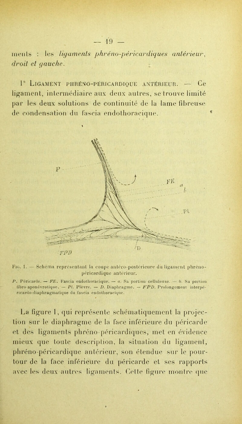 — il — menls : les ligaments phréno-péricardiques antérieur, droit et gauche. 1° Ligament phréno-péricardique antérieur. — Ce ligament, intermédiaire aux deux autres, se trouve limité par les deux solutions de continuité de la lame fibreuse de condensation du l'ascia endothoracique. l'V:. 1. — Schéma représentant la coupe antéro-postérieure du ligament phréno- péricardique antérieur. P. Péricarde. — FF. l'ascia endothoracique. — a. Sa portion celluleuse. — b. Sa portion libro aponévrotique. — PI. Plèvre. — D. Diaphragme. — F PD. Prolongement interpé- ricardo-diaphragmatique du fascia endothoracique. La figure 1, qui représente schématiquement la projec- tion sur le diaphragme de la face inférieure du péricarde et des ligaments phréno-péricardiques, met en évidence mieux que toute description, la situation du ligament, phréno-péricardique antérieur, son étendue sur le pour- tour de la face inférieure du péricarde et ses rapports avec les deux autres ligaments. Cette figure montre que