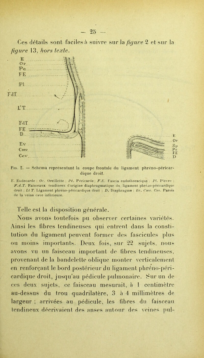 Ces détails sont faciles à suivre sur la figure 2 et sur la figure 13, hors texte. Fig. 2. — Schéma représentant la coupe frontale du ligament phréno-péricar- dique droit. E. Endocarde : Or. Oreillette ; Pé. Péricarde : F.E. Eascia endothoracique PI. Plèvre : F.d.T. Faisceaux tendineux d'origine diaphragmatique du ligament phréno-péricardique droit ; Lt T. Ligament phréno-péricardique droit ; D. Diaphragme : Ev. Cmv. Cev. Parois Telle est la disposition générale. Nous avons toutefois- pu observer certaines variétés. Ainsi les fibres tendineuses qui entrent dans la consti- tution du ligament peuvent former des fascicules plus ou moins importants. Deux fois, sur 22 sujets, nous avons vu un faisceau important de fibres tendineuses, provenant de la bandelette oblique monter verticalement en renforçant le bord postérieur du ligament phréno-péri- cardique droit, jusqu’au pédicule pulmonaire. Sur un de ces deux sujets, ce faisceau mesurait, h 1 centimètre au-dessus du trou quadrilatère, 3 à 4 millimètres de largeur ; arrivées au pédicule, les fibres du faisceau tendineux décrivaient des anses autour des veines pul- o m