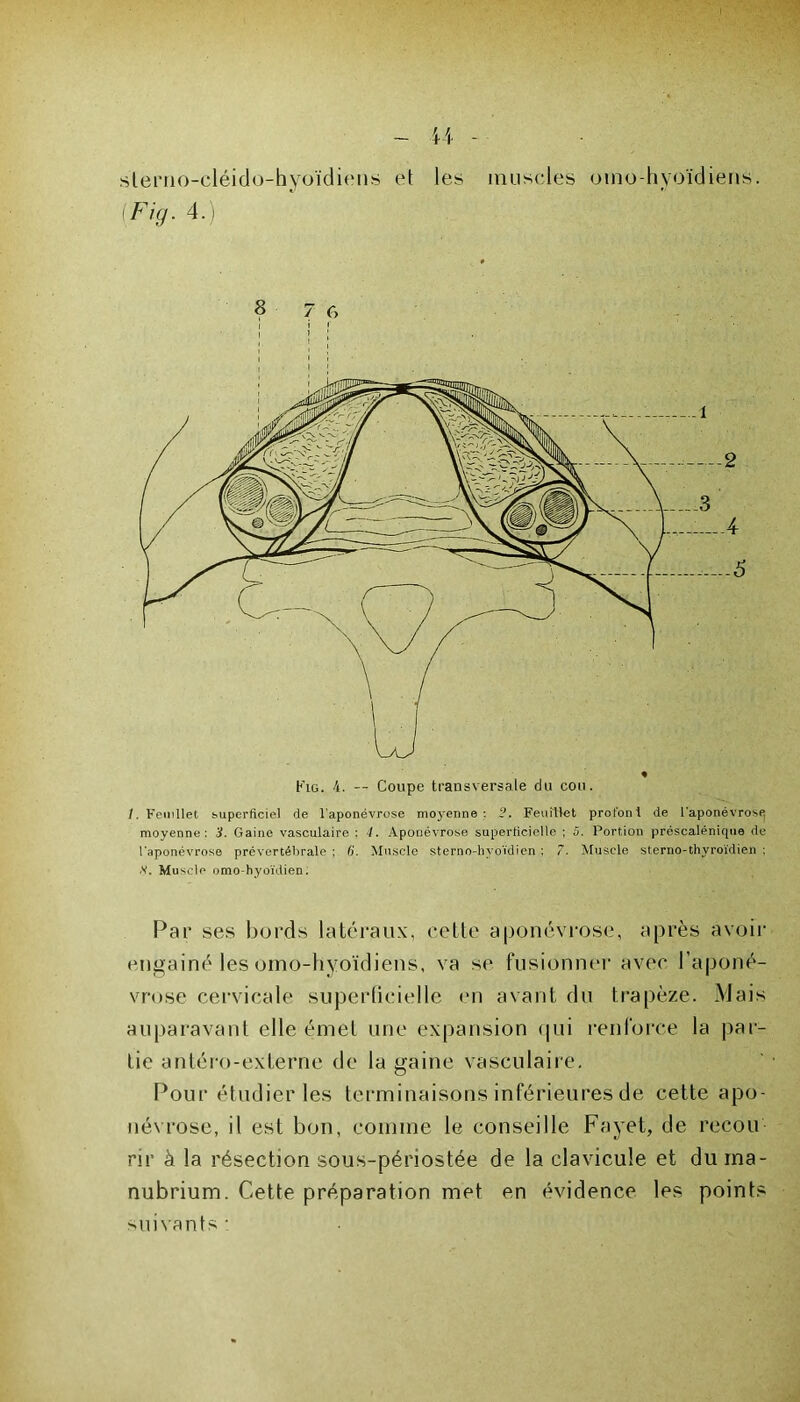 /. Feuillet superficiel de l'aponévrose moyenne: 2. Feuillet proton! de l'aponévrose moyenne: 3. Gaine vasculaire : 4. Aponévrose superficielle ; 5. Portion préscalénique de l'aponévrose prévertébrale ; 6. Muscle sterno-hvoïdien : 7. Muscle sterno-thyroïdien : X. Muscle omo-hyoïdien. Par ses bords latéraux, cette aponévrose, après avoir engainé les omo-hyoïdiens, va se fusionner avec l’aponé- vrose cervicale superficielle en avant du trapèze. Mais auparavant elle émel une expansion qui renforce la par- tie antéro-externe de la gaine vasculaire. Pour étudier les terminaisons inférieures de cette apo- névrose, il est bon, comme le conseille Fayet, de recou- rir à la résection sous-périostée de la clavicule et du ma- nubrium. Cette préparation met en évidence les points suivants : slerno-cléido-hyoïdiens et les muscles omo-hyoïdiens.