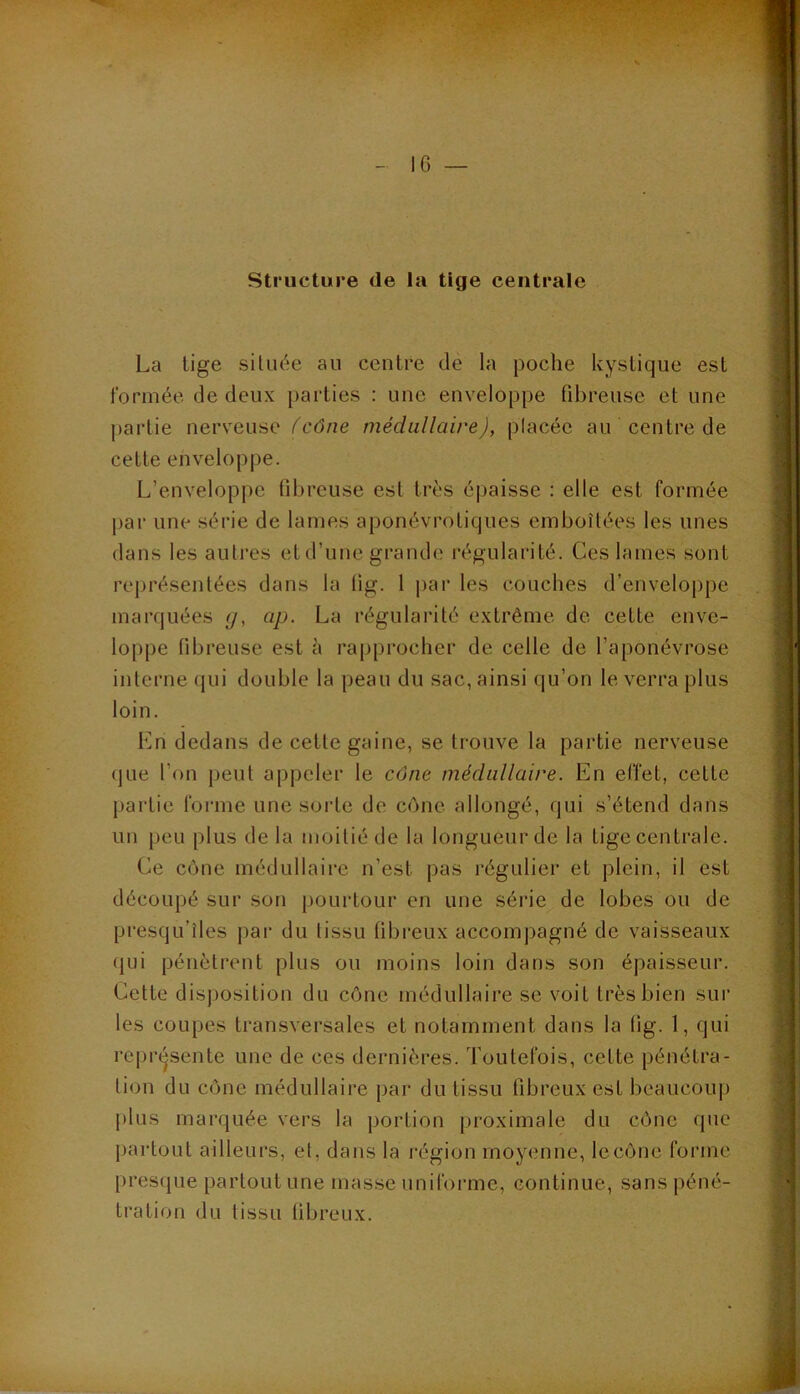 IG — Structure de la tige centrale La lige située au centre de la poche kystique est formée de deux parties : une enveloppe fibreuse et une partie nerveuse (cône médullaire), placée au centre de cette enveloppe. L’enveloppe libreuse est très éjjaisse : elle est formée j)ar une série de lames aponévrolicjues emboîtées les unes dans les autres et d’une grande l’égularité. Ces lames sont représentées dans la lig. 1 i>ar les couches d’enveloppe marquées (j, ap. La régularité extrême de cette enve- loppe fibreuse est à rapprocher de celle de l’aponévrose interne (jui double la peau du sac, ainsi qu’on le verra plus loin. Ln dedans de celte gaine, se trouve la partie nerveuse (]ue l’on peut appeler le cône médullaire. En effet, celte partie forme une sorte de cône allongé, qui s’étend dans un peu plus de la moitié de la longueur de la tige centrale. Ce cône médullaii’e n’est pas régulier et plein, il est découpé sur son pourtour en une série de lobes ou de presqu’îles j)ar du tissu fibreux accompagné de vaisseaux (jui pénètrent plus ou moins loin dans son épaisseur. Cette disposition du cône médullaire se voit très bien sur les coupes transversales et notamment dans la lig. 1, qui repr«^sente une de ces dernières. Toutefois, cette pénétra- tion du cône médullaire par du tissu fibreux est beaucoup plus marquée vers la portion |)roximale du cône cpic })artoul ailleurs, et, dans la l’égion moy(mne, le cône forme pres(|ue partout une masse unifoi-me, continue, sans péné- tration du tissu fibreux.