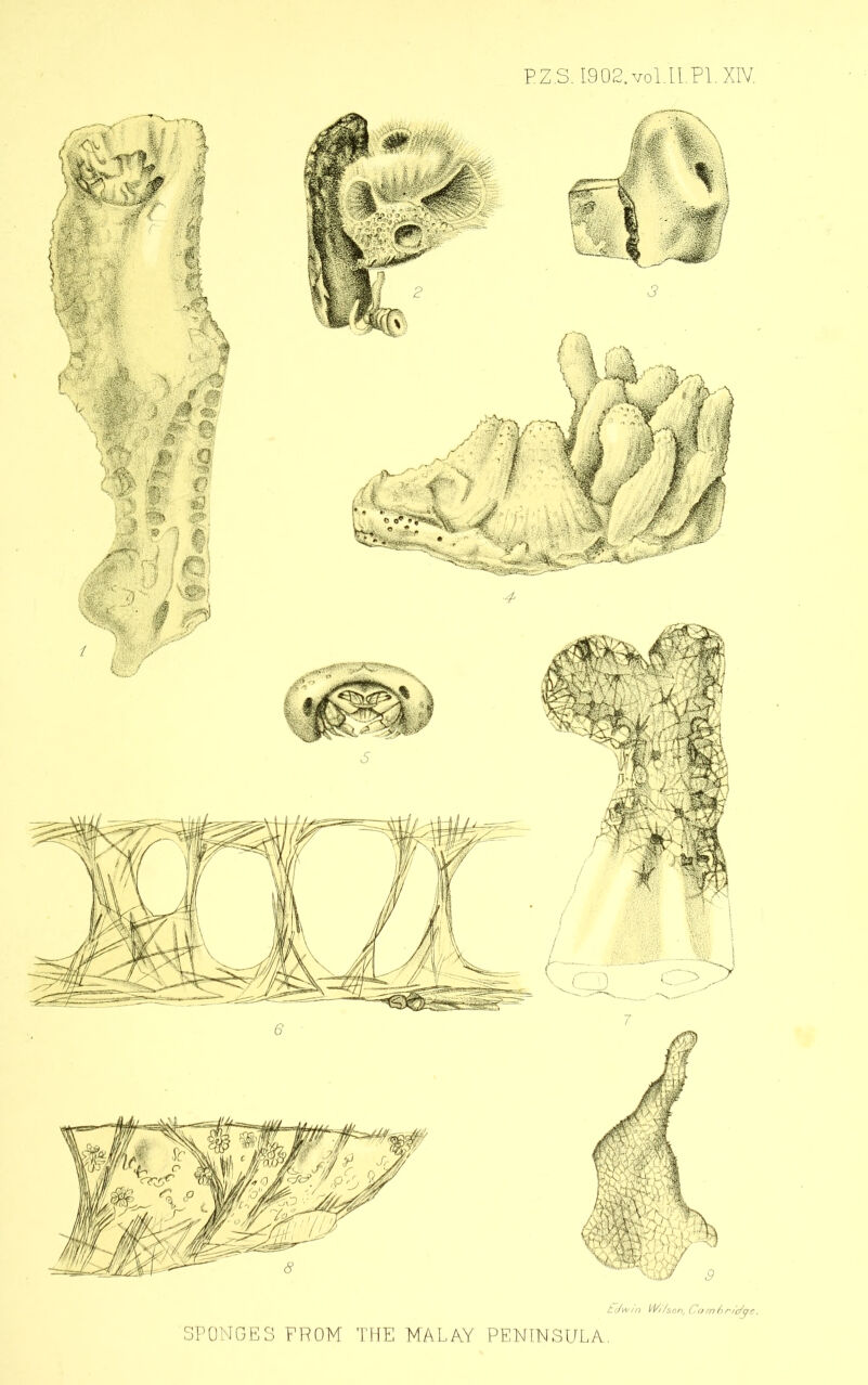 ti/wfn SPONGES FROM THE MALAY PENINSULA