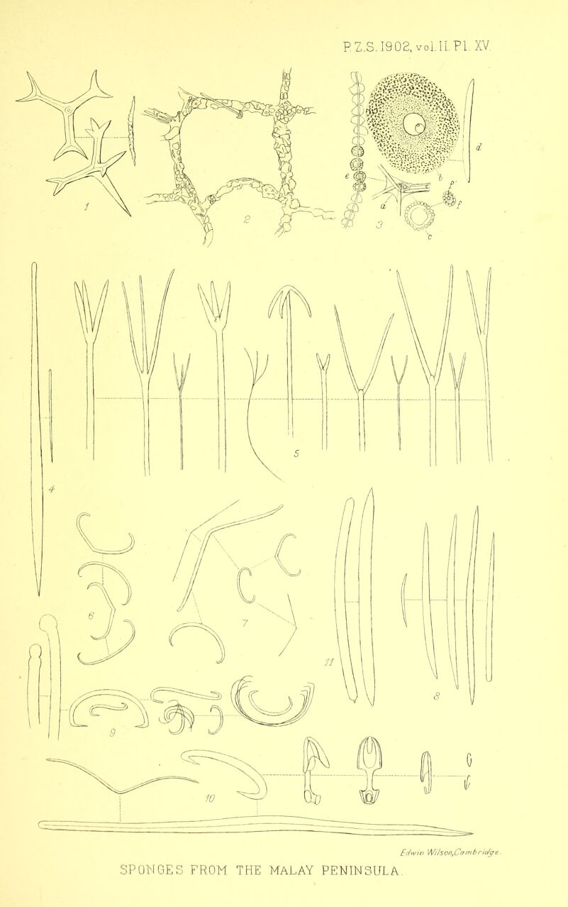 P.Z.S.I902,vol.lLPl,XV.