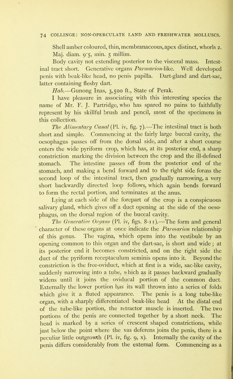 Shell amber coloured, thin, membranaceous, apex distinct, whorls 2. Maj. diam. 9*5, min. 5 millim. Body cavity not extending posterior to the visceral mass. Intest- inal tract short. Generative organs Parmarion-X\k^. Well developed penis with beak-like head, no penis papilla. Dart-gland and dart-sac, latter containing fleshy dart. Hob.—Gunong Inas, 3,500 ft.. State of Perak. I have pleasure in associating with this interesting species the name of Mr. F. J. Partridge, who has spared no pains to faithfully represent by his skillful brush and pencil, most of the specimens in this collection. The Alimenfary Canal (PI. iv, fig. 7).—The intestinal tract is both short and simple. Commencing at the fairly large buccal cavity, the oesophagus passes off from the dorsal side, and after a short course enters the wide pyriform crop, which has, at its posterior end, a sharp constriction marking the division between the crop and the ill-defined stomach. The intestine passes off from the posterior end of the stomach, and making a bend forward and to the right side forms the second loop of the intestinal tract, then gradually narrowing, a very short backwardly directed loop follows, which again bends forward to form the rectal portion, and terminates at the anus. Lying at each side of the forepart of the crop is a conspicuous salivary gland, which gives off a duct opening at the side of the oeso- phagus, on the dorsal region of the buccal cavity. The Generative Oryans (PI. iv, figs. 8-11).—The form and general character of these organs at once indicate the Parmarion relationship of this genus. The vagina, which opens into the vestibule by an opening common to this organ and the dart-sac, is short and wide; at its posterior end it becomes constricted, and on the right side the duct of the pyriform receptaculum seminis opens into it. Beyond the constriction is the free-oviduct, which at first is a wide, sac-like cavity, suddenly narrowing into a tube, w hich as it passes backward gradually widens until it joins the oviducal portion of the common duct. Externally the lower portion has its wall thrown into a series of folds which give it a fluted appearance. The penis is a long tube-like organ, with a sharply differentiated beak-like head At the distal end of the tube-like portion, the retractor muscle is inserted. The two portions of the penis are connected together by a short neck. The head is marked by a series of crescent shaped constrictions, while just below the point where the vas deferens joins the penis, there is a peculiar little outgrowth (PI. iv, fig. 9, x). Internally the cavity of the penis differs considerably from the external form. Commencing as a