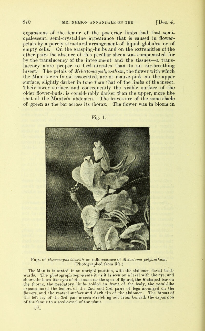 expansions of the femur of the posterior limbs had that semi- opalescent, semi-crystalline appearance that is caused in flower- petals by a purely structural arrangement of liquid globules or of empty cells. On the grasping-limbs and on the extremities of the other pairs the absence of this peculiar sheen was compensated for by the translucency of the integument and the tissues—a trans- lucency more proper to Ceelenterates than to an air-breathing insect. The petals of Melastoma p&lyantTmm.^ the flower with which the Mantis was found associated, are of mauve-pink on the upper surface, slightly darker in tone than that of the limbs of the insect. Their low^er surface, and consequently the visible surface of the older flower-buds, is considerably darker than the upper, more lihe that of the Mantis’s abdomen. The leaves are of the same shade of green as the bar across its thorax. The flow^er w’as in bloom in Fig. 1. Pupa of Hymenopus hicornis on inflorescence of Melastoma polyanthum., (Photographed from life.) The Mantis is seated in an upright position, with the abdomen flexed back- wards. The photograph represents it s it is seen on a level with the eye, and shows the horn-like eyes of the insect (at the apex of figure),, the V-shaped bar on the thorax, the predatory limbs folded in front of the body, the petal-like expansions of the femora of the 2nd and 3rd pairs of legs arranged on the flowers, and the ventral surface and dark tip of the abdomen. The tarsus of the left leg of the 3rd pair is seen stretching out from beneath the expansion of the femur to a seed'-vessel of the plant. [4]