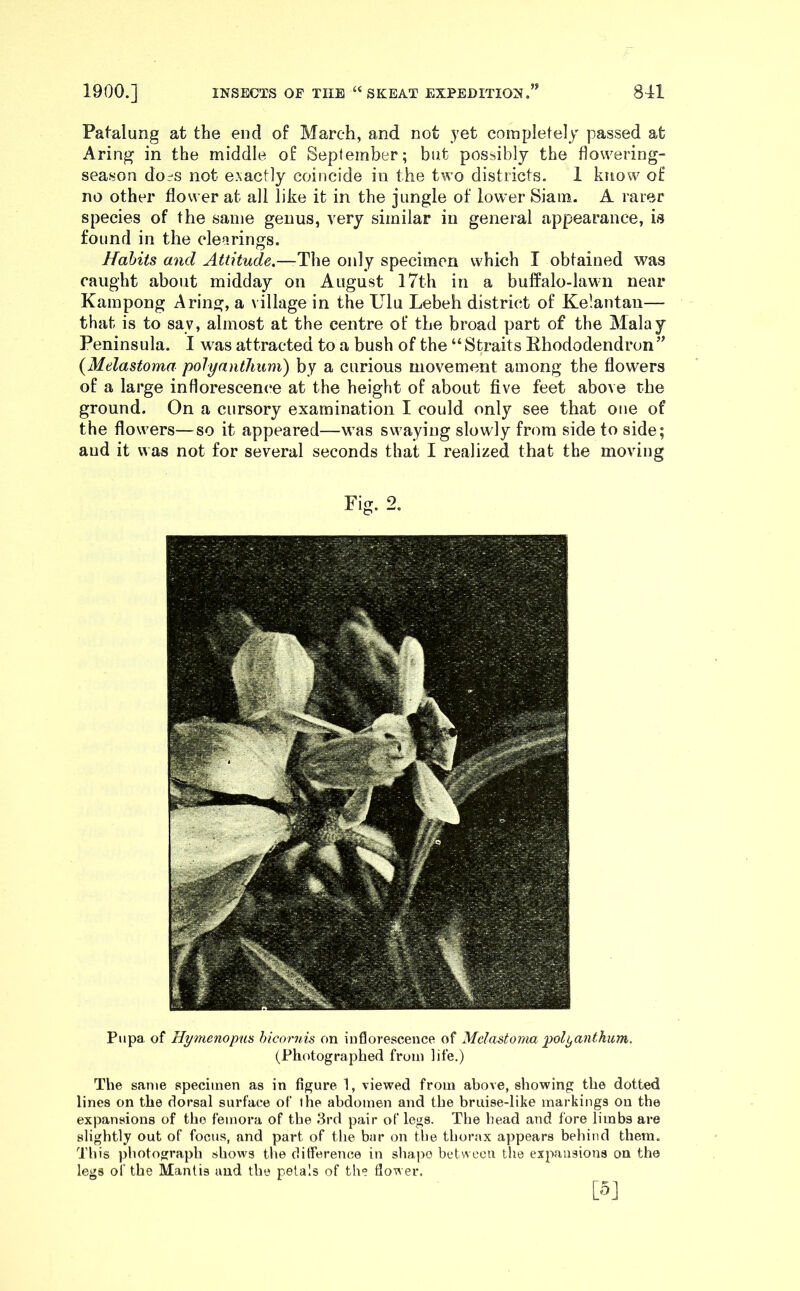 Patalung at the end of March, and not yet completely passed at Aring in the middle of September; but possibly the flowering- season do-s not exactly coincide in the two districts. 1 kitow of no other flower at all like it in the jungle of lower Siam. A rarer species of the same genus, very similar in general appearance, is found in the clearings. Habits and Attitude.—-The only specimen which I obtained was caught about midday on August 17th in a buffalo-lawn near Kampong A ring, a village in the Ulu Lebeh district of Kelantaii— that is to say, almost at the centre of the broad part of the Malay Peninsula. I was attracted to a bush of the “ Straits Ehododendron ” {Melastoma polyanthum) by a curious movement among the flowers of a large inflorescence at the height of about five feet above the ground. On a cursory examination I could only see that one of the flowers—so it appeared—was swaying slowly from side to side; aud it was not for several seconds that I realized that the moving Fig. 2. Pupa of Hymenopus hicornis on inflorescence of Melastoma polyanthum. (Photographed from life.) The same specimen as in figure 1, viewed from above, showing the dotted lines on the dorsal surface of the abdomen and the bruise-like markings on tbe expansions of the femora of tbe 3rd pair of legs. The head and fore limbs are slightly out of focus, and part of the bar on tlie thorax appears behind them. This photograph shows the ditference in shape between the expansions on the legs of the Mantis and tbe petals of the flower. [5]