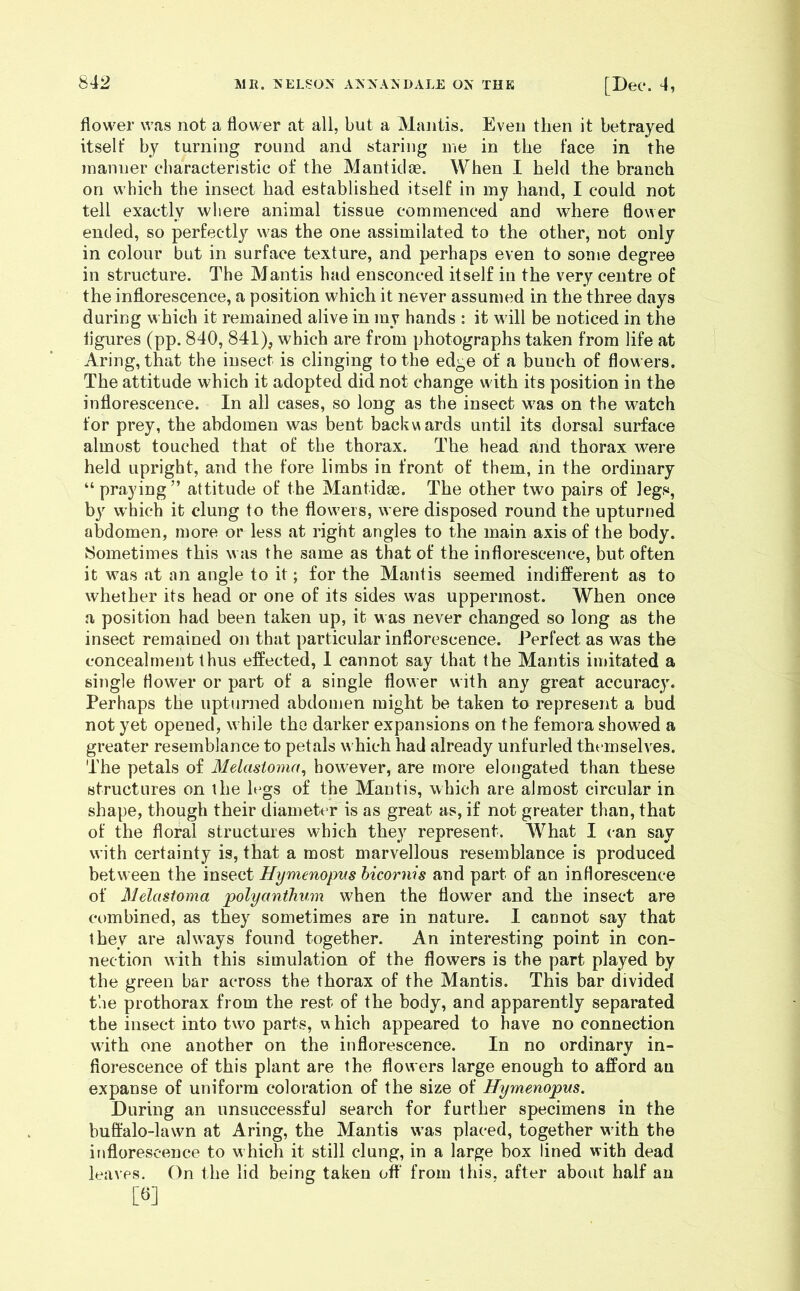 flower was not a flower at all, but a Mantis. Even then it betrayed itself by turning round and staring me in the face in the manner characteristic of the Mautidae. When I held the branch on which the insect had established itself in my hand, I could not tell exactly where animal tissue commenced and where flower ended, so perfectly was the one assimilated to the other, not only in colour but in surface texture, and perhaps even to some degree in structure. The Mantis had ensconced itself in the very centre of the inflorescence, a position which it never assumed in the three days during which it remained alive in my hands : it will be noticed in the iigures (pp. 840, 841), which are from photographs taken from life at Aring, that the insect is clinging to the edge of a bunch of flowers. The attitude which it adopted did not change with its position in the inflorescence. In all cases, so long as the insect was on the watch for prey, the abdomen was bent backv\ards until its dorsal surface almost touched that of the thorax. The head and thorax were held upright, and the fore limbs in front of them, in the ordinary “ praying ” attitude of the Mantidse. The other two pairs of legs, by which it clung to the flowers, were disposed round the upturned abdomen, more or less at right angles to the main axis of the body. Sometimes this was the same as that of the inflorescence, but often it was at an angle to it; for the Mantis seemed indifferent as to whether its head or one of its sides was uppermost. When once a position had been taken up, it was never changed so long as the insect remained on that particular inflorescence. Perfect as was the concealment thus effected, 1 cannot say that the Mantis imitated a single flower or part of a single flower with any great accuracy. Perhaps the upturned abdomen might be taken to represent a bud not yet opened, while the darker expansions on the femora showed a greater resemblance to petals which had already unfurled themselves. The petals of Melastoma^ how'ever, are more elongated than these structures on the legs of the Mantis, which are almost circular in shape, though their diameter is as great as, if not greater than, that of the floral structures which they represent. What I can say with certainty is, that a most marvellous resemblance is produced between the insect Hymenopus bicornis and part of an inflorescence of Melasioma polyanthum when the flower and the insect are combined, as they sometimes are in nature. I cannot say that they are always found together. An interesting point in con- nection with this simulation of the flowers is the part played by the green bar across the thorax of the Mantis. This bar divided the prothorax from the rest of the body, and apparently separated the insect into two parts, u hich appeared to have no connection wdth one another on the inflorescence. In no ordinary in- florescence of this plant are the flowers large enough to afford an expanse of uniform coloration of the size of Hymenopus. During an unsuccessful search for further specimens in the buffalo-lawn at Aring, the Mantis w’as placed, together wuth the inflorescence to w hich it still clung, in a large box lined with dead leaves. On the lid being taken off from this, after about half an [«]