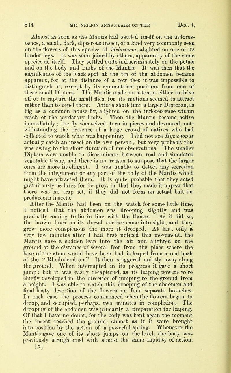 Almost as soon as the Mantis had settled itself on the inflores- cence, a small, dark, dipterous insect, of a kind very commonly seen on the flowers of this species of Melastoma, alighted on one of its hinder legs. It was soon joined by others, apparently of the same species as itself. They settled quite indiscriminately on the petals and on the body and limbs of the Mantis. It was then that the significance of the black spot at the tip of the abdomen became apparent, for at the distance of a few feet it w^as impossible to distinguish it, except by its symmetrical position, from one of these small Diptera. The Mantis made no attempt either to drive off or to capture the small flies, for its motions seemed to attract rather than to repel them. After a short time a larger Dipteron, as big as a common house-fly, alighted on the inflorescence within reach of the predatory limbs. Then the Mantis became acti\e immediately; the fly was seized, torn in pieces and devoured, not- withstanding the presence of a large crowd of natives who had collected to M^atch what was happening. I did not see IJymenopus actually catch an insect on its own person ; but very probably this was owing to the short duration of rnv observations. The smaller Diptera v^ ere unable to discriminate between real and simulated vegetable tissue, and there is no reason to suppose that the larger ones are more intelligent. I was unable to detect any secretion from the integument or any part of the body of the Mantis which might have attracted them. It is quite probable that they acted gratuitously as lures for its prey, in that they made it appear that there was no trap set, if they did not form an actual bait for predaceous insects. After the Mantis had been on the watch for some little time, I noticed that the abdomen was drooping slightly and was gradually coming to lie in line with the thorax. As it did so, the brown lines on its dorsal surface came into sight, and they grew more conspicuous the more it drooped. At last, only a very few minutes after I had first noticed this movement, the Mantis gave a sudden leap into the air and alighted on the ground at the distance of several feet from the place w-here the base of the stem would have been had it leaped from a real bush of the “ Rhododendron.” It then staggered quietly away along the ground. When interrupted in its progress it gave a short jumj); but it was easily recaptured, as its leaping powers were chiefly developed in the direction of jumping to the ground from a height. I was able to watch this drooping of the abdomen and final hasty desertion of the flowers on four separate branches. In each case the process commenced when the flowers began to droop, and occupied, perhaps, two minutes in completion. The drooping of the abdomen was primarily a preparation for leaping. Of that I have no doubt, for the body was bent again the moment the insect reached the ground, almost as if it were brought into position by the action of a powerful spring. Whenever the Mantis gave one of its short jumps on the level, the body was previously straightened with almost the same rapidity of action.
