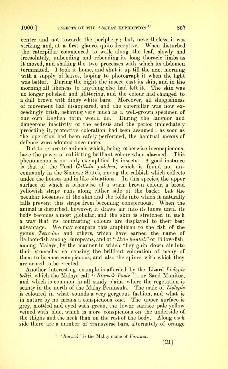 centre and not towards the periphery; but, nevertheless, it was striking and, at a first glance, quite deceptive. When disturbed the caterpillar commenced to walk along the leaf, slowly and irresolutely, unbending and rebending its long thoracic limbs as it moved, and shaking the two processes with which its abdomen terminated. I took it home, and shut it up till the next morning with a supply of leaves, hoping to photograph it when the light was better. During the night the insect cast its skin, and in the morning all likeness to anything else had left it. The skin was no longer polished and glittering, and the colour had changed to a dull brown with dingy white bars. Moreover, all sluggishness of movement had disappeared, and the caterpillar was now ex- ceedingly brisk, behaving very much as a well-grown specimen of our own English form would do. During the languor and dangerous inactivity of the ecdysis and the period immediately preceding it, protective coloration had been assumed ; as soon as the operation had been safely performed, the habitual means of defence were adopted once more. But to return to animals which, being otherwise inconspicuous, have the power of exhibiting brilliant colour when alarmed. This phenomenon is not only exemplified by insects. A good instance is that of the Toad Callula pulclira, which is found not un- commonly in the Siamese States, among the rubbish which collects under the houses and in like situations. In this species, the upper surface of which is otherwise of a warm brown colour, a broad yellowish stripe runs along either side of the back; but the peculiar looseness of the skin and the folds into which it naturally falls prevent this stripe from becoming conspicuous. When the animal is disturbed, however, it draws air into its lungs until its body becomes almost globular, and the skin is stretched in such a way that its contrasting colours are displayed to their best advantage. We may compare this amphibian to the fish of the genus Tetrodon and others, which have earned the name of Balloon-fish among Europeans, and of “ IJcan hunted’’ or Pillow-fish, among Malays, by the manner in which they gulp down air into their stomachs, so causing the brilliant coloration of many of them to become conspicuous, and also the spines with which they are armed to be erected. Another interesting example is afforded by the Lizard Liolepis hellii, which the Malays call “ Biavjalc Pasir ” \ or Sand Monitor, and which is common in all sandy plains where the vegetation is scanty in the north of the Malay Peninsula. The male of Liolepis is coloured in what sounds a very gorgeous fashion, and what is in nature by no means a conspicuous one. The upper surface is grey, mottled and eyed with green, the lower surface pale yellow veined with blue, which is more conspicuous on the underside of the thighs and the neck than on the rest of the body. Along each side there are a number of transverse bars, alternately of orange ^ BiawaJe is the Malay name of Varanus. [21]