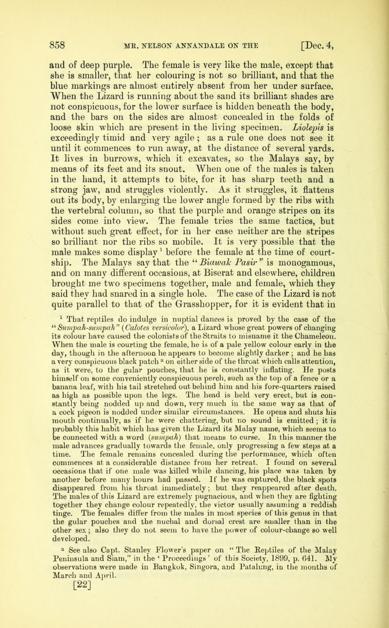 and of deep purple. The female is very like the male, except that she is smaller, that her colouring is not so brilliant, and that the blue markings are almost entirely absent from her under surface. When the Lizard is running about the sand its brilliant shades are not conspicuous, for the lower surface is hidden beneath the body, and the bars on the sides are almost concealed in the folds of loose skin which are present in the living specimen. Liolepis is exceedingly timid and very agile; as a rule one does not see it until it commences to run away, at the distance of several yards. It lives in burrows, which it excavates, so the Malays say, by means of its feet and its snout. When one of the males is taken in the hand, it attempts to bite, for it has sharp teeth and a strong jaw, and struggles violently. As it struggles, it flattens out its body, by enlarging the lower angle formed by the ribs with the vertebral column, so that the purple and orange stripes on its sides come into view. The female tries the same tactics, but without such great effect, for in her case neither are the stripes so brilliant nor the ribs so mobile. It is very possible that the male makes some display ^ before the female at the time of court- ship. The Malays say that the “ Biawalc Pasir ” is monogamous, and on many different occasions, at Biserat and elsewhere, children brought me two specimens together, male and female, which they said they had snared in a single hole. The case of the Lizard is not quite parallel to that of the Grasshopper, for it is evident that in ^ That reptiles do indulge in nuptial dances is proved by the case of the Sumpah-sum'pah’' {Calotes versicolor), a Lizard whose great powers of changing its colour have caused the colonists of the Straits to misnauie it the Chameleon. When the male is courting the female, he is of a pale yellow colour early in the day, though in the afternoon he appears to become slightly darker ; and he has a very conspicuous black patch ^ on either side of the throat which calls attention, as it were, to the gular pouches, that he is constantly inflating. He posts himself on some conveniently conspicuous perch, such as the top of a fence or a banana leaf, with his tail stretched out behind him and his fore-quarters raised as high as possible upon the legs. The head is held very erect, but is con- stantly being nodded up and down, very much in the same way as that of a cock pigeon is nodded under similar circumstances. He opens and shuts his mouth continually, as if he were chattering, but no sound is emitted; it is probably this habit which has given the Lizard its Malay name, which seems to be connected with a word {sumpah) that means to curse. In this manner the male advances gradually towards the female, only progressing a few steps at a time. The female remains concealed during the performance, which often commences at a considerable distance from her retreat. I found on several occasions that if one male was killed while dancing, his place was taken by another before many hours had passed. If he was captured, the black spots disappeared from his throat immediately; but they reappeared after death. The males of this Lizard are extremely pugnacious, and when they are fighting together they ehange colour repeatedly, the victor usually assuming a reddish tinge. The females differ from the males in most species of this genus in that the gular pouches and the nuchal and dorsal crest are smaller than in the other sex; also they do not seem to have the power of colour-change so well developed. ^ See also Capt. Stanley Flower’s paper on “ The Reptiles of the Malay Peninsula and Siam,” in the ‘ Proceedings ’ of this Society, 1899, p. 641. My observations were made in Bangkok, Singora, and Patalung, in the months of March and Ajn-il. [22]