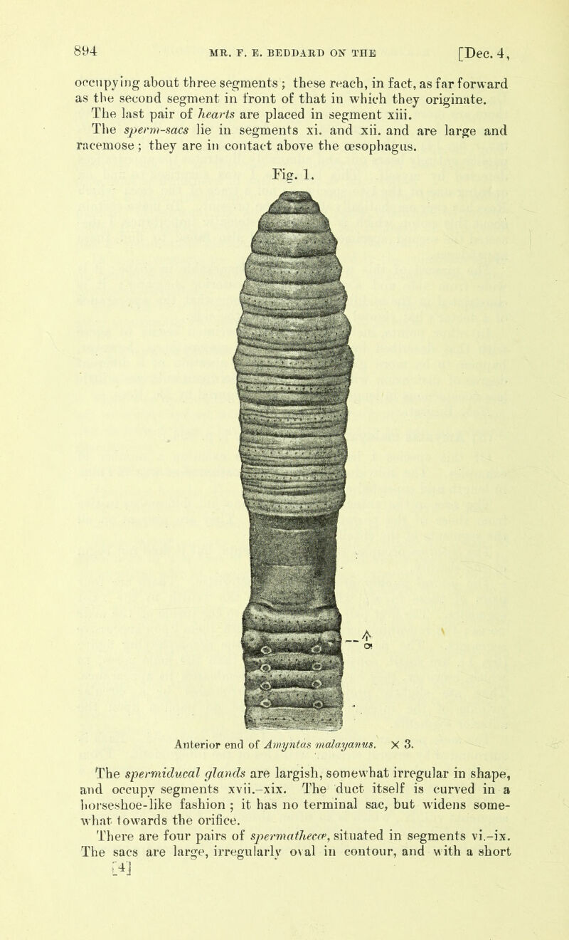 occnpylng about three segments ; these reach, in fact, as far forward as the second segment in front of that in which they originate. The last pair of hearts are placed in segment xiii. The S2:>erm-sacs ]ie in segments xi. and xii. and are large and racemose; they are in contact above the oesophagus. Tig. 1. The spermiducal glands are largish, somewhat irregular in shape, and occupy segments xvii.-xix. The duct itself is curved in a liorseshoe-like fashion ; it has no terminal sac, but widens some- what towards the orifice. There are four pairs of spermatheccp, situated in segments vi.-ix. The sacs are large, irregularly oval in contour, and with a short Anterior end of Amyntas malayanus. X 3.