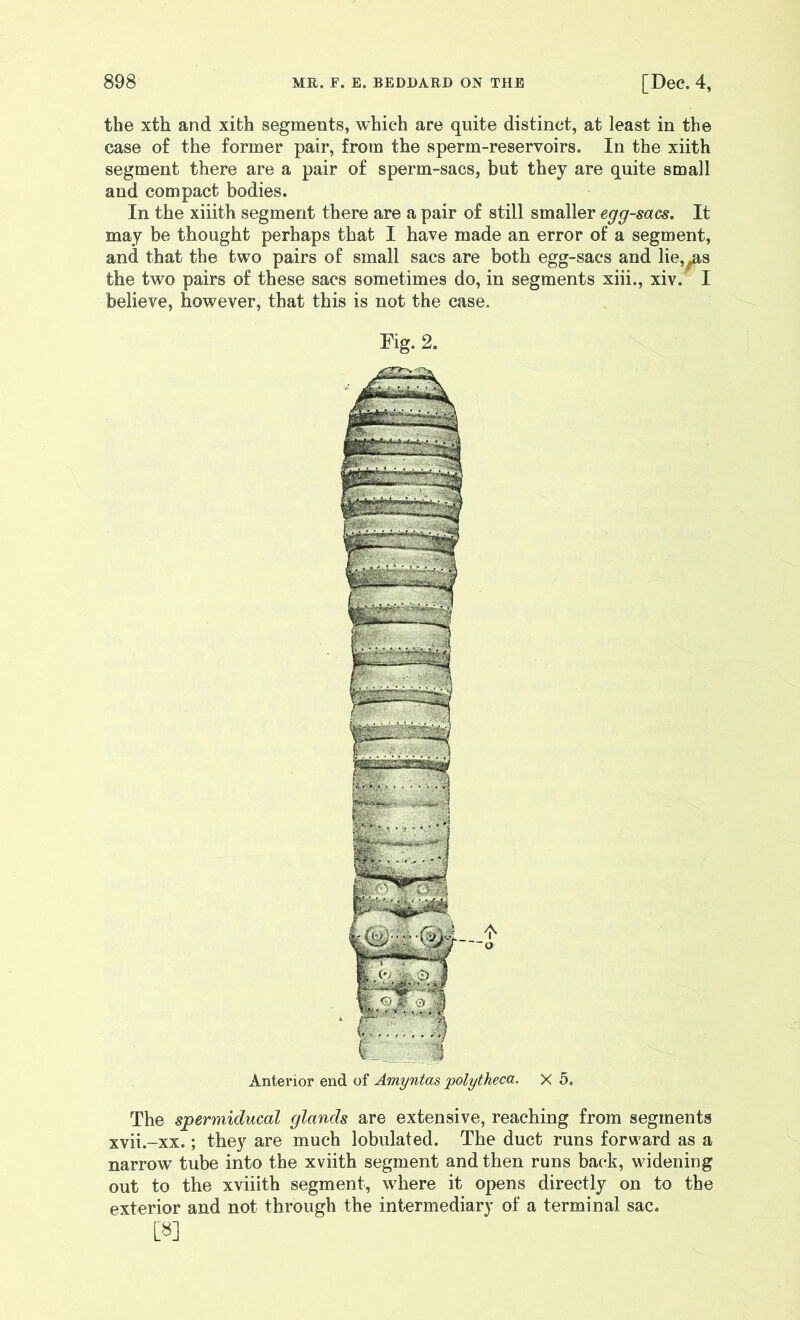 the xth and xifch segments, which are quite distinct, at least in the case of the former pair, from the sperm-reservoirs. In the xiith segment there are a pair of sperm-sacs, but they are quite small and compact bodies. In the xiiith segment there are a pair of still smaller egg-sacs. It may be thought perhaps that I have made an error of a segment, and that the two pairs of small sacs are both egg-sacs and lie,^s the two pairs of these sacs sometimes do, in segments xiii., xiv.' I believe, however, that this is not the case. Fig. 2. Anterior end of Amyntas polytheca. X 5. The spermiducal glands are extensive, reaching from segments xvii.-xx.; they are much lobulated. The duct runs forward as a narrow tube into the xviith segment and then runs back, widening out to the xviiith segment, where it opens directly on to the exterior and not through the intermediary of a terminal sac. [»]