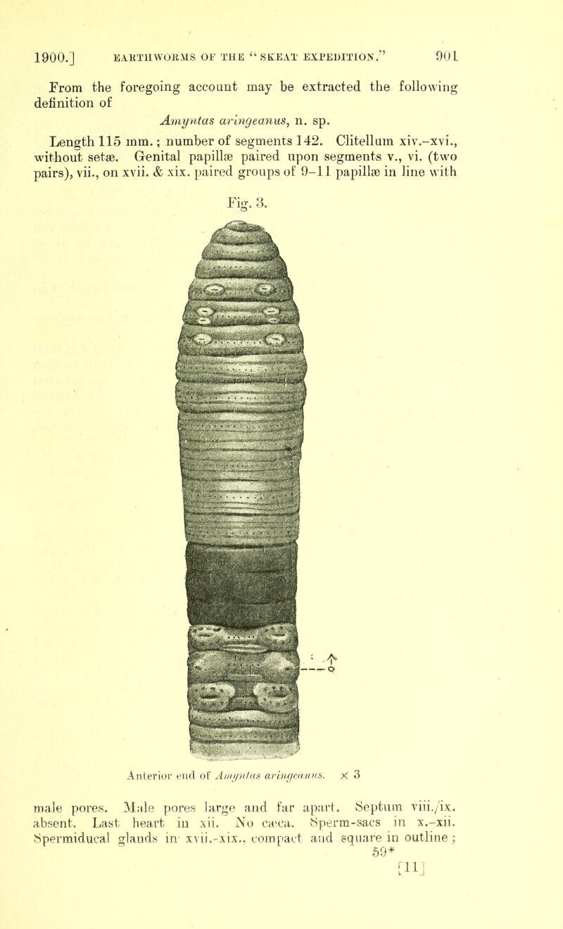 From the foregoing account may be extracted the following definition of Amyntas aringeanus^ n. sp. Length 115 min.; number of segments 142. Clitellum xiv.-xvi., without setae. Genital papillae paired upon segments v., vi. (two pairs), vii., on xvii. & xix. paired groups of 9-11 papillae in line with Fig. 3. Anterioi' end of Ainjpifas aringcanus. X 3 male pores. Male pores large and far apart. iSeptiiin yiii./ix. absent. Last heart in xii. No ca'ca. vSperm-sacs in x.-xii. Spermiducal glands in xvii.-xix., compact and square in outline ; 59*