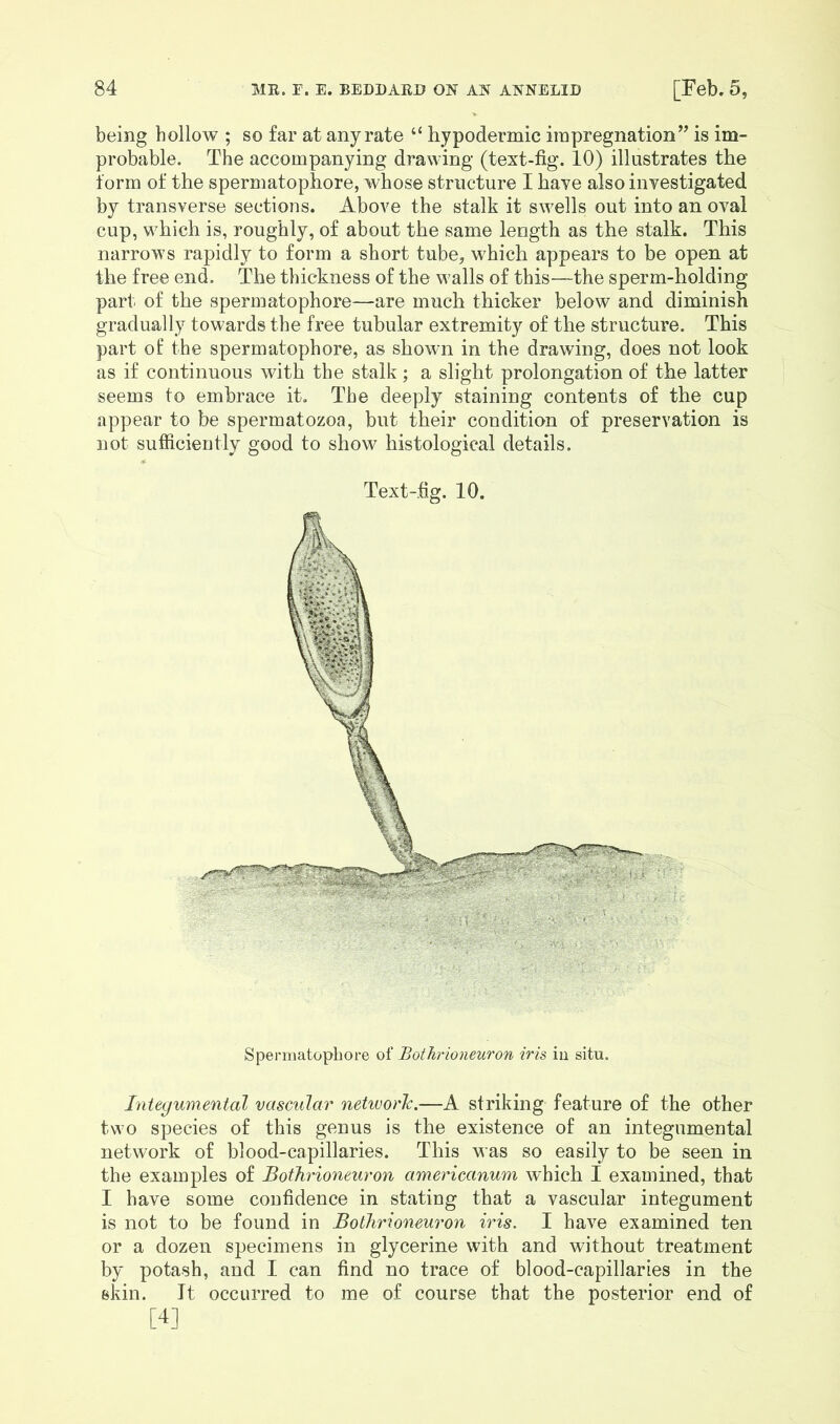 being hollow ; so far at any rate “ hypodermic impregnation” is im- probable. The accompanying drawing (text-fig. 10) illustrates the form of the spermatophore, whose structure I have also investigated by transverse sections. Above the stalk it swells out into an oval cup, which is, roughly, of about the same length as the stalk. This narrows rapidly to form a short tube, which appears to be open at the free end. The thickness of the walls of this—the sperm-holding part of the spermatophore—are much thicker below and diminish gradually towards the free tubular extremity of the structure. This part of the spermatophore, as shown in the drawing, does not look as if continuous with the stalk; a slight prolongation of the latter seems to embrace it. The deeply staining contents of the cup appear to be spermatozoa, but their condition of preservation is not sufficiently good to show histological details. Text-fig. 10. Spermatophore of Bothrioneuron iris in situ. Integumental vascular network.—A striking feature of the other two species of this genus is the existence of an integumental network of blood-capillaries. This was so easily to be seen in the examples of Bothrioneuron americanum which I examined, that I have some confidence in stating that a vascular integument is not to be found in Bothrioneuron iris. I have examined ten or a dozen specimens in glycerine with and without treatment by potash, and I can find no trace of blood-capillaries in the skin. It occurred to me of course that the posterior end of [4]