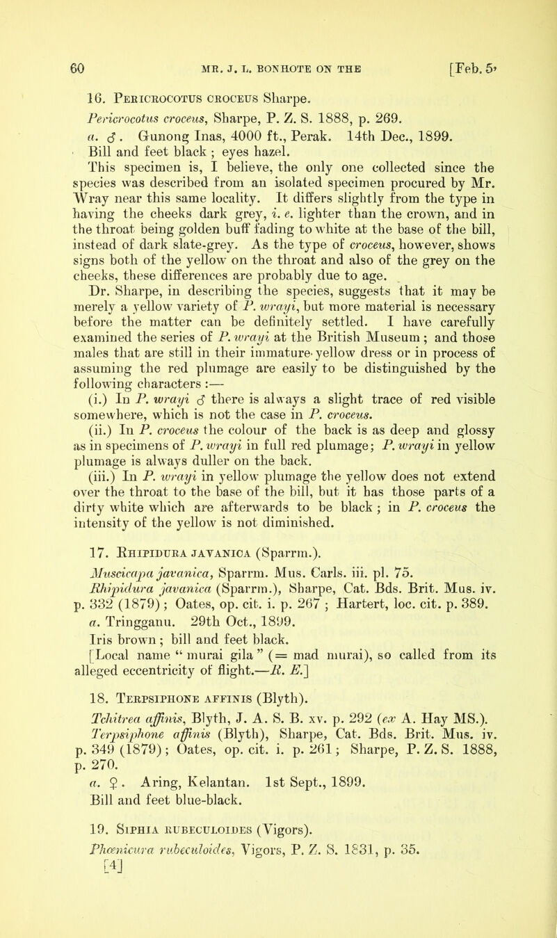 16. Peeiceocotus oeoceus Sharpe. Fericrocotus croceus, Sharpe, P. Z. S. 1888, p. 269. a. (S . Gunonj^ Inas, 4000 ft., Perak. 14th Dec., 1899. • Bill and feet black ; eyes hazel. This specimen is, I believe, the only one collected since the species was described from an isolated specimen procured by Mr. Wray near this same locality. It differs slightly from the type in having the cheeks dark grey, i. e. lighter than the crown, and in the throat being golden bulf fading to white at the base of the bill, instead of dark slate-grey. As the type of croceus^ however, shows signs both of the yellow on the throat and also of the grey on the cheeks, these differences are probably due to age. Dr. Sharpe, in describing the species, suggests that it may be merely a yellow variety of F. wrayi^ but more material is necessary before the matter can be definitely settled. I have carefully examined the series of F. wrayi at the British Museum ; and those males that are still in their immature- yellow dress or in process of assuming the red plumage are easily to be distinguished by the following characters :— (i.) In F. wrayi <S there is always a slight trace of red visible somewhere, which is not the case in F. croceus. (ii.) In F. croceus the colour of the back is as deep and glossy as in specimens of F. wrayi in full red plumage; F. wrayi in yellow plumage is always duller on the back. (iii.) In F. lurayi in yellow plumage the yellow does not extend over the throat to the base of the bill, but it has those parts of a dirty white which are afterwards to be black ; in F. croceus the intensity of the yellow is not diminished. 17. Ehipiduea JAVANiOA (8pamn.). Muscicapa javanica, Sparrm. Mus. Carls, iii. pi. 75. Rhipidura javanica (Sparrm.), Sharpe, Cat. Bds. Brit. Mus. iv. p. 332 (1879); Oates, op. cit. i. p. 267 ; Hartert, loc. cit. p. 389. a. Tringganu. 29th Oct., 1899. Iris brown ; bill and feet black. [ Local name “ murai gila ” (= mad murai), so called from its alleged eccentricity of flight.—E. E.'] 18. Teepsiphone affinis (Blyth). Tcliitrea affinis, Blyth, J. A. S. B. xv. p. 292 (ecc A. Hay MS.). TeipsipTione affinis (Blyth), Sharpe, Cat. Bds. Brit. Mus. iv. p. 349 (1879); Oates, op. cit. i. p. 261; Sharpe, P. Z. S. 1888, p. 270. a. $. Aring, Kelantan. 1st Sept., 1899. Bill and feet blue-black. 19. SiPfliA EUBECULOiDES (Vigors). FJicenicura ritheculoides^ Vigors, P. Z. S. 1831, p. 35. [4]