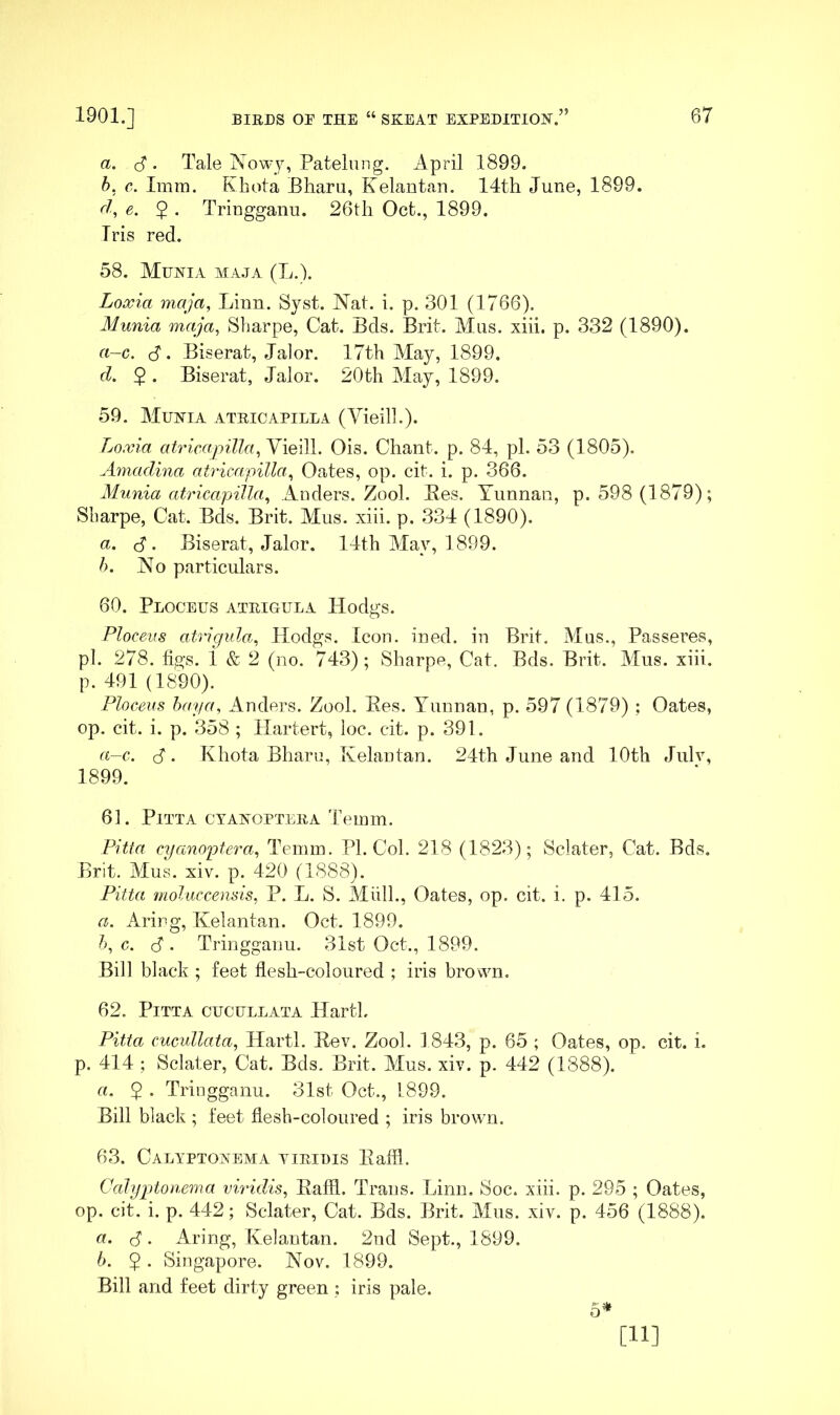 a. (S . Tale Now_y, Patelung. April 1899. h. c. Imrn. Khota Bharu, Kelantan. 14th June, 1899. r/, e. 5 . Tringganu. 26th Oct., 1899. Tris red. 58. Muhia maja (L.l. Loxia maja, Linn. Syst. Nat. i. p. 301 (1766). Munia maja, Sharpe, Cat. Bds. Brit. Mas. xiii. p. 332 (1890). a-c. B. Biserat, Jalor. 17th Alay, 1899. d. $ . Biserat, Jalor. 20th May, 1899. 59. Muhia atricapilla (Vieilh). Loxia atrieapiUa,Y\&\\\. Ois. Chant, p. 84, pi. 53 (1805). Amadina atricwpilla, Oates, op. cit. i. p. 366. Munia atricajnUa, Anders. Zool. Bes. Yunnan, p. 598 (1879); Sharpe, Cat. Bds. Brit. Mus. xiii. p. 334 (1890). a. B. Biserat, Jalor. 14th May, 1899. h. No particulars. 60. Ploceus ateigula Hodgs. Plocevs atrigula, Hodgs. Icon. ined. in Brit. Mus., Passeres, pi. 278. figs, i & 2 (no. 743); Sharpe, Cat, Bds. Brit. AIus. xiii. p. 491 (1890). Ploceus haya, Anders. Zool. Ees. Yunnan, p. 597 (1879) ; Oates, op. cit. i. p. 358 ; Hartert, loc. cit. p. 391. a-c. B- Khota Bharu, Kelantan. 24th June and 10th Julv, 1899. 61. Pitta ctaxopteea Teinm. Pitta cyanoptera, Temm. PI. Col. 218 (1823); Sclater, Cat. Bds. Brit. Mus. xiv. p. 420 (1888). Pitta moluccensis, P. L. S. MiilL, Oates, op. cit. i. p. 415. a. Aring, Kelantan. Oct. 1899. h, c. B- Tringganu. 31st Oct., 1899. Bill black ; feet flesh-coloured ; iris brown. 62. Pitta cucullata Hartl, Pitta cucullata, Hartl. Bev. Zool. 1843, p. 65 ; Oates, op. cit. i. p. 414 ; Sclater, Cat. Bds. Brit. AIus. xiv. p. 442 (1888). a. $ . Tringganu. 31st Oct., 1899. Bill black ; feet flesh-coloured ; iris brown. 63. Calyptoxema yieidis Eaffl. Calyptonerna viridis, EafH. Trans. Linn. Soc. xiii. p. 295 ; Oates, op. cit. i. p. 442; Sclater, Cat. Bds. Brit. Mus. xiv. p. 456 (1888). а. B- Aring, Kelantan. 2nd Sept., 1899. б. 5. Singapore. Nov. 1899. Bill and feet dirty green : iris pale. 6^ [11]