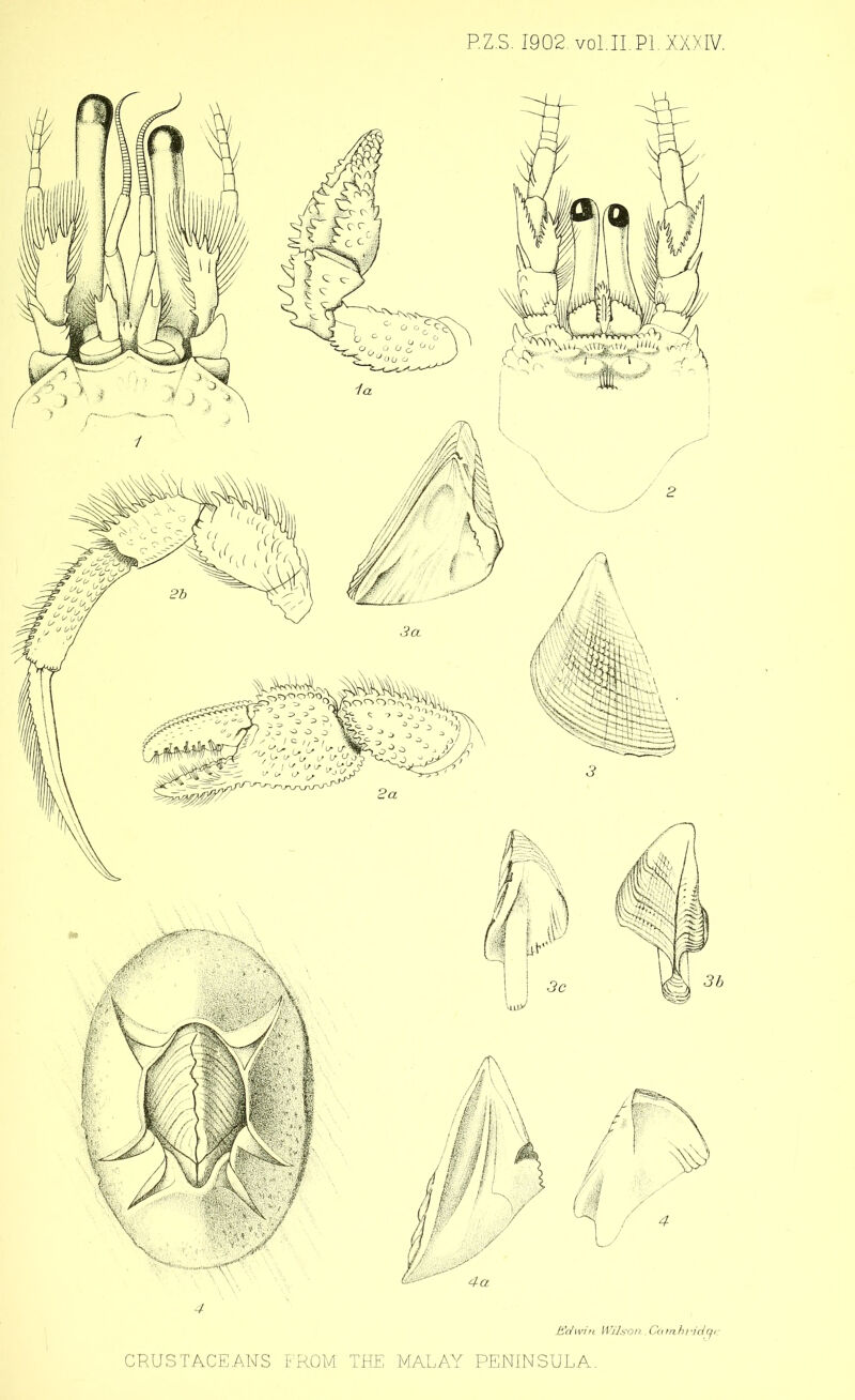 P.Z.S. 1902. vol.II.’Pl. XX.XIV. 4 Kdwin Wilson,Carnhridqc