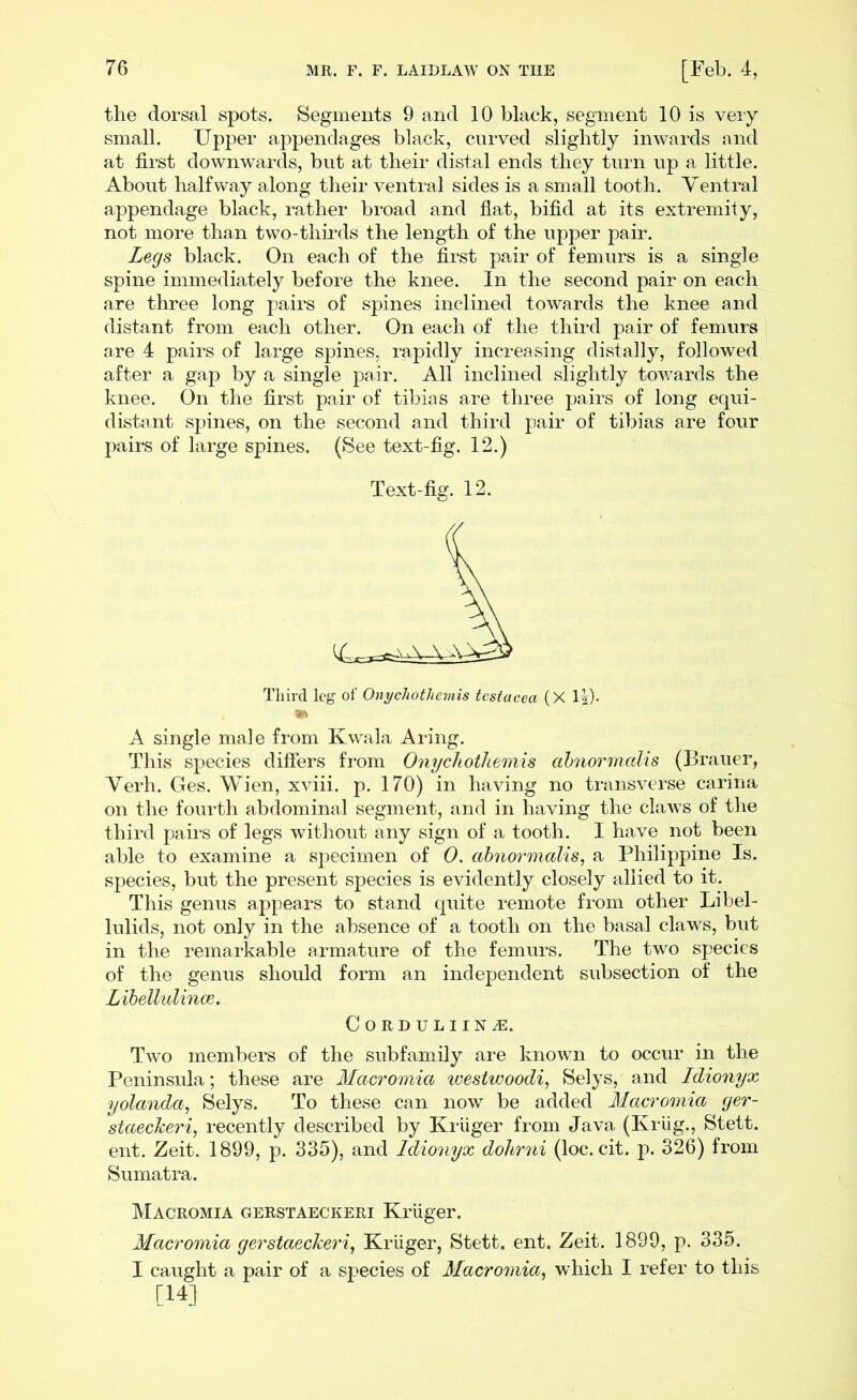 the dorsal spots. Segments 9 and 10 black, segment 10 is very small. Upper appendages black, curved slightly inwards and at first downwards, but at their distal ends they turn up a little. About halfway along their ventral sides is a small tooth. Ventral appendage black, rather broad and flat, bifid at its extremity, not more than two-thirds the length of the upper pair. Legs black. On each of the first pair of femurs is a single spine immediately before the knee. In the second pair on each are three long pairs of spines inclined towards the knee and distant from each other. On each of the thiivl pair of femurs are 4 pairs of large spines, rapidly increasing distally, followed after a gap by a single pair. All inclined slightly toAvards the knee. On the first pair of tibias are three pairs of long equi- distant spines, on the second and third pair of tibias are four pairs of large spines. (See text-fig. 12.) Text-fig. 12. Third leg of Onychothemis testacea (X 1|)- A single male from Kwala Aring. This species difters from Onychothemis ahnormalis (Brauer, Yerh. Ges. Wien, XAuii. p. 170) in having no transverse carina on the fourth abdominal segment, and in having the claws of the third paii-s of legs without any sign of a tooth. I have not been able to examine a specimen of 0. ahnormalis^ a Philippine Is. species, but the present species is evidently closely allied to it. This genus appears to stand quite remote from other Libel- lulids, not only in the absence of a tooth on the basal claws, but in the remarkable armature of the femurs. The two species of the genus should form an independent subsection of the Lihellulinm. CORDULIIN^. Two members of the subfamily are known to occur in the Peninsula; these are Macromia ivestwoodi^ Selys, and Idionyx yolanda^ Selys. To these can now be added Macromia ger- staeckeri, recently described by Kriiger from Java (Kriig., Stett. ent. Zeit. 1899, p. 335), and Idionyx dohrni (loc. cit. p. 326) from Sumatra. Macromia gerstaeckeri Kruger. Macromia gerstaeckeri^ Kriiger, Stett. ent. Zeit. 1899, p. 335. I caught a pair of a species of Macromia, which I refer to this [14]