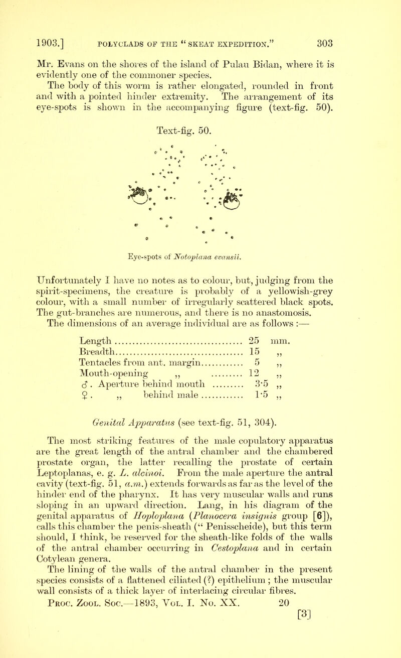 Mr. Evans on the shores of the island of Pulau Bidan, where it is evidently one of the commoner species. The body of this worm is rather elongated, rounded in front and with a pointed hinder extremity. The arrangement of its eye-spots is shown in the accompanying figure (text-fig. 50). Text-fig. 50. Eye-spots of Notojolana evansii. Unfortunately I have no notes as to colour, but, judging from the spirit-specimens, the creature is probably of a yellowish-grey colour, with a small number of irregularly scattered black spots. The gut-branches are numerous, and there is no anastomosis. The dimensions of an average individual are as follows :— Length 25 mm. Breadth 15 55 Tentacles from ant. margin 5 55 Mouth-opening ,, 12 55 S . Aperture behind mouth 3*5 55 $. „ behind male 1-5 55 Genital Apparatus (see text-fig. 51, 304). The most striking features of the male copulatory apparatus are the great length of the antral chamber and the chambered prostate organ, the latter recalling the prostate of certain Leptoplanas, e. g. L. alcinoi. From the male aperture the antral cavity (text-fig. 51, ami.) extends forwards as far as the level of the hinder end of the pharynx. It has very muscular walls and runs sloping in an upward direction. Lang, in his diagram of the genital apparatus of Hoploplana {Planocera insignis group [6]), calls this chamber the penis-sheath (“ Penisscheide), but this term should, I think, be reserved for the sheath-like folds of the walls of the antral chamber occurring in Cestoplana and in certain Cotylean genera. The lining of the walls of the antral chamber in the present species consists of a flattened ciliated (?) epithelium ; the muscular wall consists of a thick layer of interlacing circular fibres. Proc. Zool. Soc.—1893, Vol. I. No. XX. 20 [3]