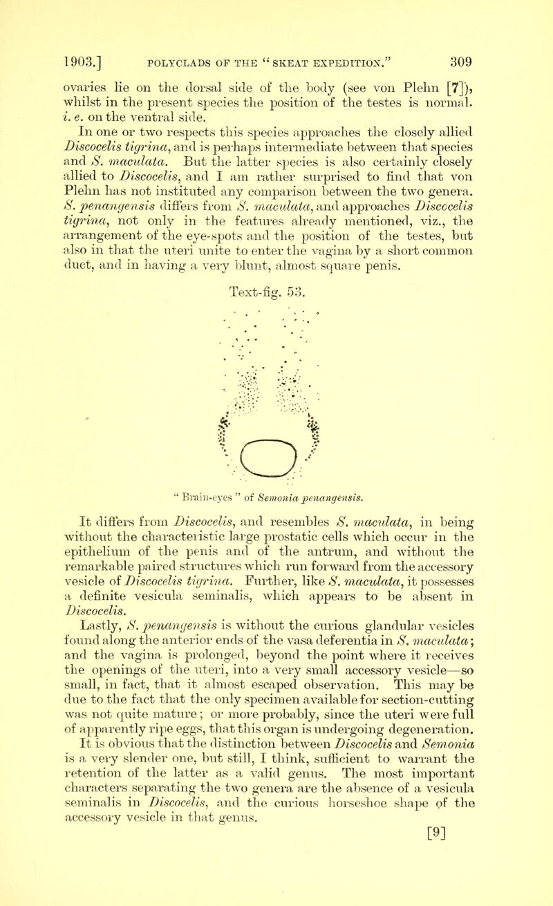 ovaries lie on the dorsal side of the body (see von Plehn [7])> whilst in the present species the position of the testes is normal. i. e. on the ventral side. In one or two respects this species approaches the closely allied Discocelis tigrina, and is perhaps intermediate between that species and /S. maculata. But the latter species is also certainly closely allied to Discocelis, and I am rather surprised to find that von Plehn has not instituted any comparison between the two genera. S. penangensis differs from S. maculata, and approaches Discocelis tigrina, not only in the features already mentioned, viz., the arrangement of the eye-spots and the position of the testes, but also in that the uteri unite to enter the vagina by a short common duct, and in having a very blunt, almost square penis. Text-fig. 53. “ Brain-eyes ” of Semonia penangensis. It differs from Discocelis, and resembles S. maculata, in being without the characteristic large prostatic cells which occur in the epithelium of the penis and of the antrum, and without the remarkable paired structures which run forward from the accessory vesicle of Discocelis tigrina. Further, like S. maculata, it possesses a definite vesicula seminalis, which appears to be absent in Discocelis. Lastly, S. penangensis is without the curious glandular vesicles found along the anterior ends of the vasa deferentia in S. maculata; and the vagina is prolonged, beyond the point where it receives the openings of the uteri, into a very small accessory vesicle—so small, in fact, that it almost escaped observation. This may be due to the fact that the only specimen available for section-cutting was not quite mature; or more probably, since the uteri were full of apparently ripe eggs, that this organ is undergoing degeneration. It is obvious that the distinction between Discocelis and Semonia is a very slender one, but still, I think, sufficient to warrant the retention of the latter as a valid genus. The most important characters separating the two genera are the absence of a vesicula seminalis in Discocelis, and the curious horseshoe shape of the accessory vesicle in that genus. [9]