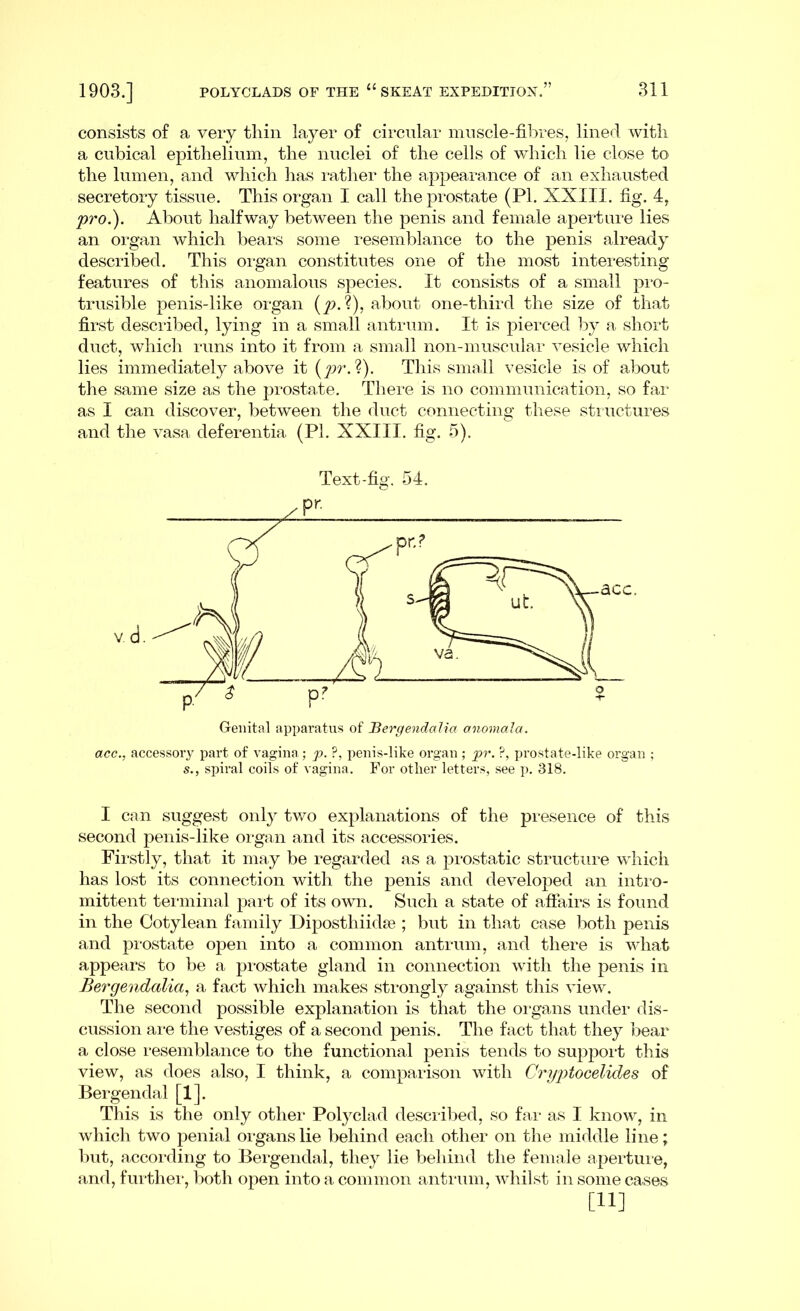 consists of a very thin layer of circular muscle-fibres, lined with a cubical epithelium, the nuclei of the cells of which lie close to the lumen, and which has rather the appearance of an exhausted secretory tissue. This organ I call the prostate (PI. XXIII. fig. 4, pro.). About halfway between the penis and female aperture lies an organ which bears some resemblance to the penis already described. This organ constitutes one of the most interesting features of this anomalous species. It consists of a small pro- trusible penis-like organ (p.?), about one-third the size of that first described, lying in a small antrum. It is pierced by a short duct, which runs into it from a small non-muscular vesicle which lies immediately above it (pr.X). This small vesicle is of about the same size as the prostate. There is no communication, so far as I can discover, between the duct connecting these structures and the vasa deferentia (PI. XXIII. fig. 5). Text-fig. 54. Genital apparatus of Bergendalia anomala. acc., accessory part of vagina; p. ?, penis-like organ; pr. ?, prostate-like organ ; s., spiral coils of vagina. For other letters, see p. 318. I can suggest only two explanations of the presence of this second penis-like organ and its accessories. Firstly, that it may be regarded as a prostatic structure which has lost its connection with the penis and developed an intro- mittent terminal part of its own. Such a state of affairs is found in the Cotylean family Diposthiidse ; but in that case both penis and prostate open into a common antrum, and there is what appears to be a prostate gland in connection with the penis in Bergendalia, a fact which makes strongly against this view. The second possible explanation is that the organs under dis- cussion are the vestiges of a second penis. The fact that they bear a close resemblance to the functional penis tends to support this view, as does also, I think, a comparison with Cryptocelides of Bergendal [1]. This is the only other Poly clad described, so far as I know, in which two penial organs lie behind each other on the middle line; but, according to Bergendal, they lie behind the female aperture, and, further, both open into a common antrum, whilst in some cases [ii]