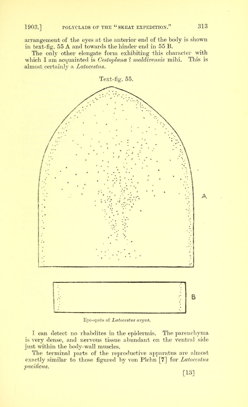 arrangement of the eyes at the anterior end of the body is shown in text-fig. 55 A and towards the hinder end in 55 B. The only other elongate form exhibiting this character with which I am acquainted is Cestoplana ? maldivensis mihi. This is almost certainly a Lcdocestus. Text-fig. 55. B Eye-spots of Latocestus argus. I can detect no rhabdites in the epidermis. The parenchyma is very dense, and nervous tissue abundant on the ventral side just within the body-wall muscles. The terminal parts of the reproductive apparatus are almost exactly similar to those figured by von Plehn [7] for Latocestus pacificus. [13]