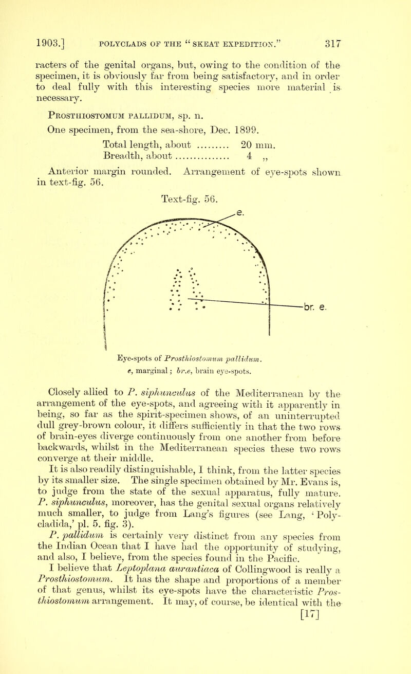 racters of the genital organs, but, owing to the condition of the specimen, it is obviously far from being satisfactory, and in order to deal fully with this interesting species more material is. necessary. Prosthiostomum pallidum, sp. n. One specimen, from the sea-shore, Dec. 1899. Total length, about 20 mm. Breadth, about 4 „ Anterior margin rounded. Arrangement of eye-spots shown in text-fig. 56. Text-fig. 56. e, marginal; br.e, brain eye-spots. Closely allied to P. siphunculus of the Mediterranean by the arrangement of the eye-spots, and agreeing with it apparently in being, so far as the spirit-specimen shows, of an uninterrupted dull grey-brown colour, it differs sufficiently in that the two rows of brain-eyes diverge continuously from one another from before backwards, whilst in the Mediterranean species these two rows converge at their middle. It is also readily distinguishable, I think, from the latter species by its smaller size. The single specimen obtained by Mr. Evans is, to judge from the state of the sexual apparatus, fully mature. P. siphunculus, moreover, has the genital sexual organs relatively much smaller, to judge from Lang’s figures (see Lang, ; Poly- cladida,’ pi. 5. fig. 3). P• pallidum is certainly very distinct from any species from the Indian Ocean that I have had the opportunity of studying, and also, I believe, from the species found in the Pacific. I believe that Leptoplctna aurantiaca of Collingwood is really a Prosthiostomum. It has the shape and proportions of a member of that genus, whilst its eye-spots have the characteristic Pros- thiostomum arrangement. It may, of course, be identical with the [17]