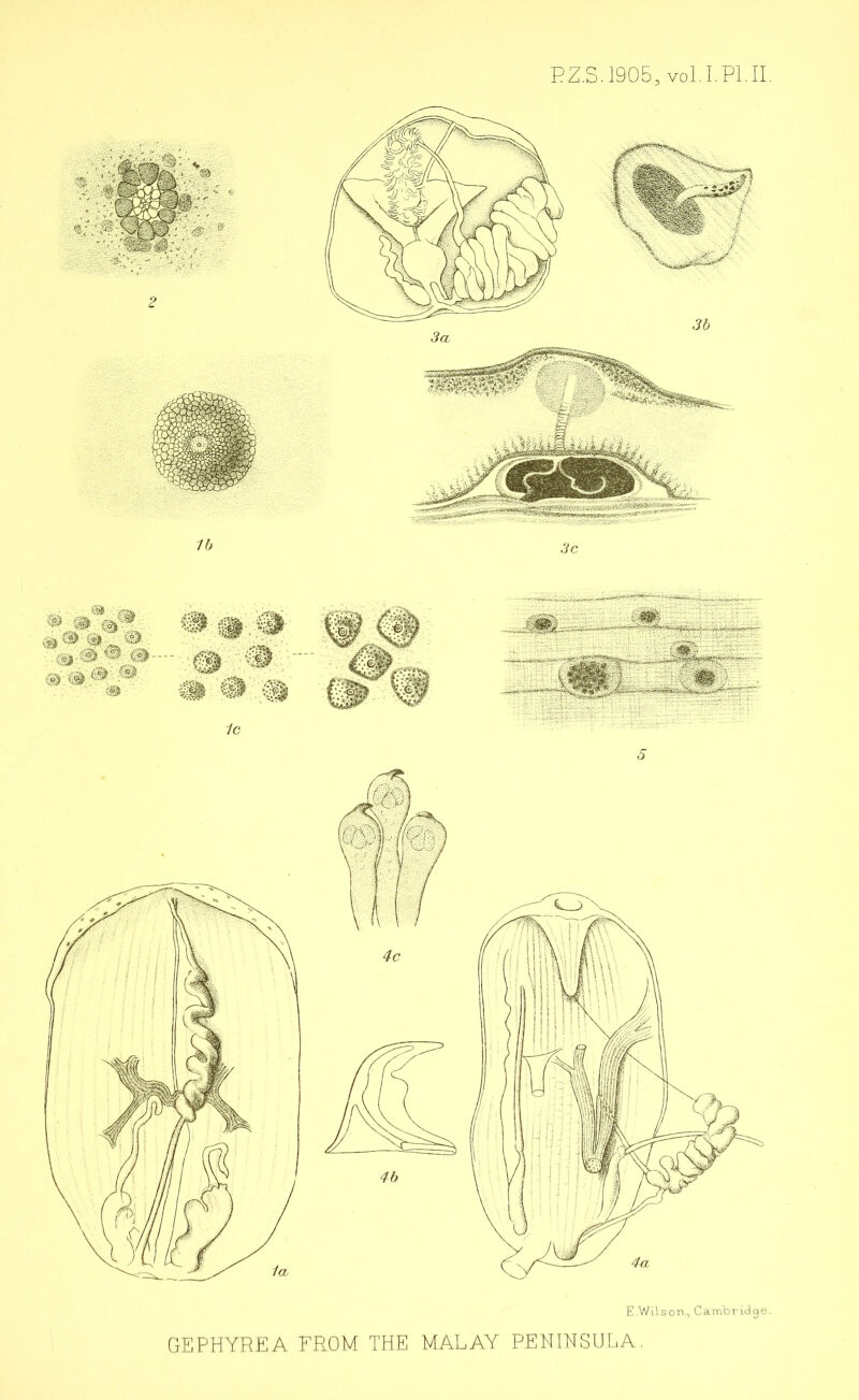 PZ.S.1905, vol.I.Pl.II. m m #.# a # # /c