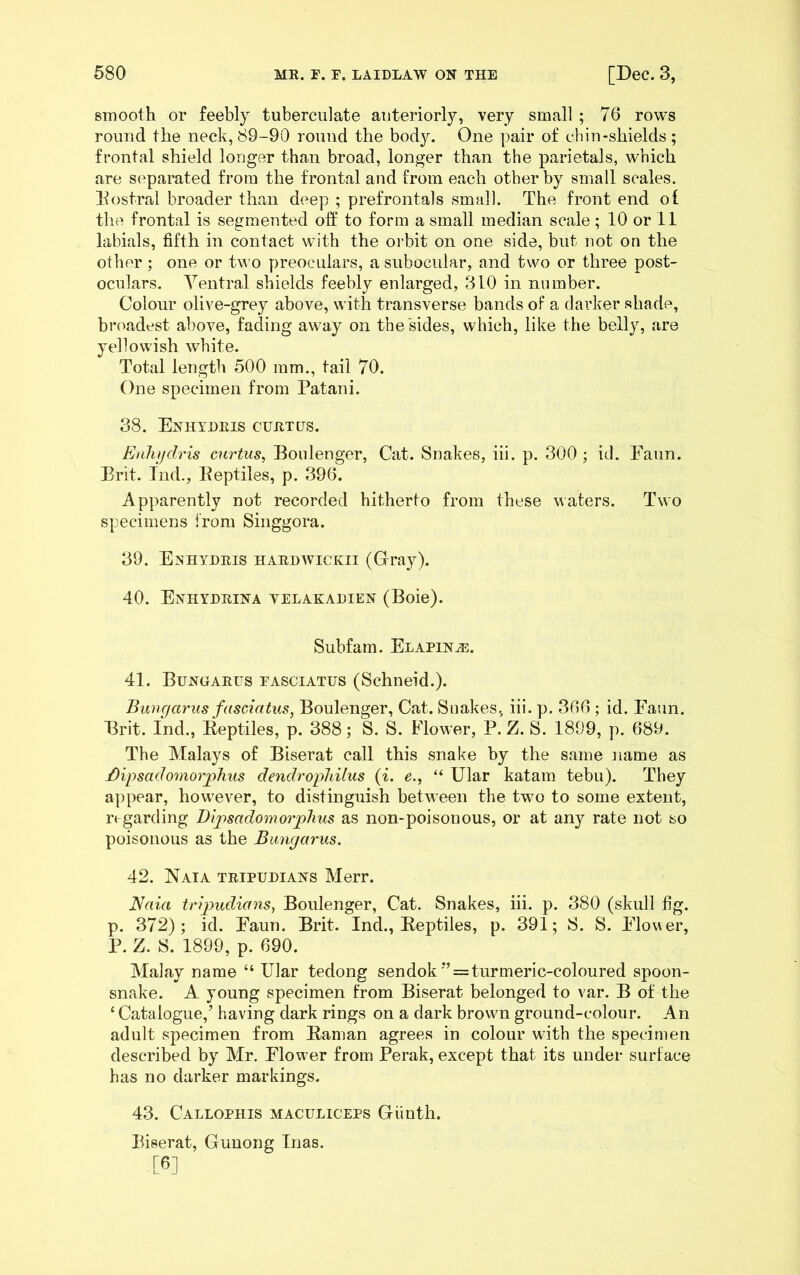 smooth or feebly tuberculate anteriorly, very small ; 76 rows round the neck, 89-90 round the body. One pair of chin-shields; frontal shield longer than broad, longer than the parietals, which are separated from the frontal and from each other by small scales. Dostral broader than deep ; prefrontals small. The front end of the frontal is segmented otf to form a small median scale ; 10 or 11 labials, fifth in contact with the orbit on one side, but not on the other ; one or two preoculars, a subocular, and two or three post- oculars. Ventral shields feebly enlarged, 310 in number. Colour olive-grey above, with transverse bands of a darker shade, broadest above, fading away on the sides, which, like the belly, are yellowish white. Total length 500 ram., tail 70. One specimen from Patani. 38. Enhydris cuRxns. EnJu/dris curtiis, Boulenger, Cat. Snakes, iii. p. 300; id. Eaun. Brit. Tnd., Beptiles, p. 396. Apparently not recorded hitherto from these waters. Two specimens i'rom Singgora. 39. Enhydris hardwickii (Gray). 40. Enhydrina yelakadien (Boie). Subfam. Elapin^. 41. Bungarus fasciatus (Schneid.). Bungarus fasciatus, Boulenger, Cat. Snakes, iii. p. 366 ; id. Faun. Brit. Ind., Eeptiles, p. 388; S. S. Flower, P. Z. S. 1899, p. 689. The Malays of Biserat call this snake by the same name as Bipsadomorplius dendrophilus {i. e., “ Ular katam tebu). They appear, however, to distinguish between the two to some extent, regarding Bijpsadomorjylius as non-poisonous, or at any rate not so poisonous as the Bungarus. 42. Naia tripueians Merr. Naia trqyudians, Boulenger, Cat. Snakes, iii. p. 380 (skull fig. p. 372); id. Faun. Brit. Ind., Eeptiles, p. 391; S. S. Flov^er, P. Z. S. 1899, p. 690. Malay name “ Ular tedong sendok *’ = turmeric-coloured spoon- snake. A young specimen from Biserat belonged to var. B of the ‘ Catalogue,’ having dark rings on a dark brown ground-colour. An adult specimen from Eaman agrees in colour with the specimen described by Mr. Flower from Perak, except that its under surface has no darker markings. 43. Callophis maculiceps Giinth. Biserat, Guuong Inas. [6]