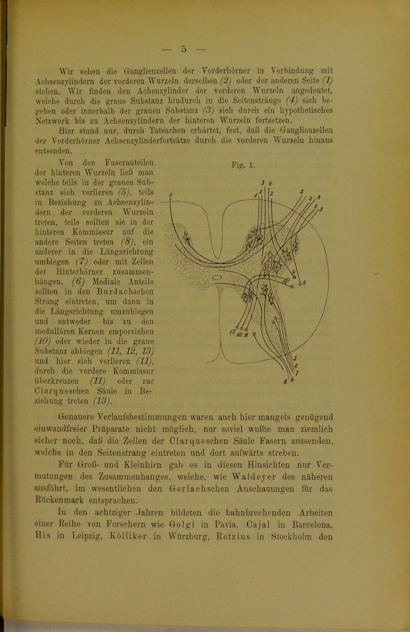 Wir sehen die Ganglienzellen der Vorderhörner in Verbindung mit Achsenzylindern der vorderen Wurzeln derselben (2) oder der anderen Seite (1) stehen. Wir finden den Achenzylinder der vorderen Wurzeln angedeutet, welche durch die graue Substanz hindurch in die Seitenstränge (4) sich be- geben oder innerhalb der grauen Substanz (3) sich durch ein hypothetisches Netzwerk bis zu Achsenzylindern der hinteren Wurzeln fortsetzen. Eier stand nur, durch Tatsachen erhärtet, fest, daß die Ganglienzellen der Vorderhörner Achsenzylinderfortsätze durch die vorderen Wurzeln hinaus entsenden. Von den Faseranteilen der hinteren Wurzeln ließ man welche teils in der grauen Sub- stanz sich verlieren (5), teils in Beziehung zu Achsenzylin- dern der vorderen Wurzeln treten, teils sollten sie in der hinteren Kommissur auf die andere Seiten treten (8), ein anderer in die Längsrichtung umbiegen (7) oder mit Zellen der Hinterhörner Zusammen- hängen. (6) Mediale Anteile sollten in den Burdachschen Strang eintreten, um dann in die Längsrichtung umzubiegen und entweder bis zu den medullären Kernen emporziehen (10) oder wieder in die graue Substanz abbiegen (11, 12, 13) und hier sich verlieren (11), durch die vordere Kommissur überkreuzen (11) oder zur Clarqueschen Säule in Be- ziehung treten (13). Fis. 1. J * Genauere Verlaufsbestimmungen waren auch hier mangels genügend einwandfreier Präparate nicht möglich, nur soviel wußte man ziemlich sicher noch, daß die Zellen der Clarqueschen Säule Fasern aussenden, welche in den Seitenstrang eintreten und dort aufwärts streben. Für Groß- und Kleinhirn gab es in diesen Hinsichten nur Ver- mutungen des Zusammenhanges, welche, wie Waldeyer des näheren ausführt, im wesentlichen den Gerlachschen Anschauungen für das Rückenmark entsprachen. In den achtziger Jahren bildeten die bahnbrechenden Arbeiten einer Reihe von Forschern wie Golgi in Pavia, Ga.jal in Barcelona, His in Leipzig, Kölliker in Würzburg, Retzius in Stockholm den