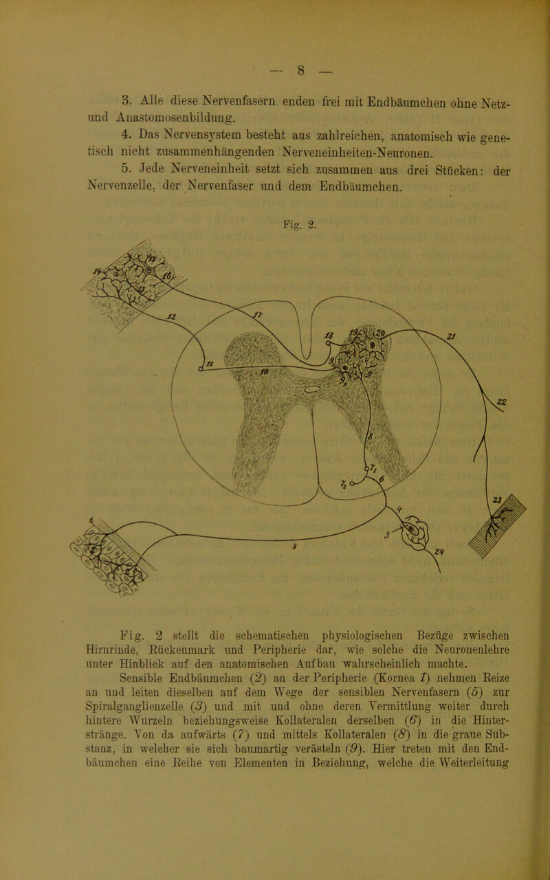 B. Alle diese Nervenfasern enden frei mit Endbäumchen ohne Netz- und Anastomosenbildung. 4. Das Nervensystem besteht aus zahlreichen, anatomisch wie gene- tisch nicht zusammenhängenden Nerveneinheiten-Neuronen. 5. Jede Nerveneinheit setzt sich zusammen aus drei Stücken: der Nervenzelle, der Nervenfaser und dem Endbäumchen. Fig. 2. Fig. 2 stellt die schematischen physiologischen Bezüge zwischen Hirnrinde, Rückenmark und Peripherie dar, wie solche die Neuronenlehre unter Hinblick auf den anatomischen Aufbau wahrscheinlich machte. Sensible Endbäumchen (2) an der Peripherie (Kornea 1) nehmen Reize an und leiten dieselben auf dem Wege der sensiblen Nervenfasern (5) zur Spiralganglienzelle (5) und mit und ohne deren Vermittlung weiter durch hintere Wurzeln beziehungsweise Kollateralen derselben (6) in die Hinter- stränge. Von da aufwärts (?) und mittels Kollateralen (<9) in die graue Sub- stanz, in welcher sie sich baumartig verästeln (9). Hier treten mit den End- bäumchen eine Reihe von Elementen in Beziehung, welche die Weiterleitung