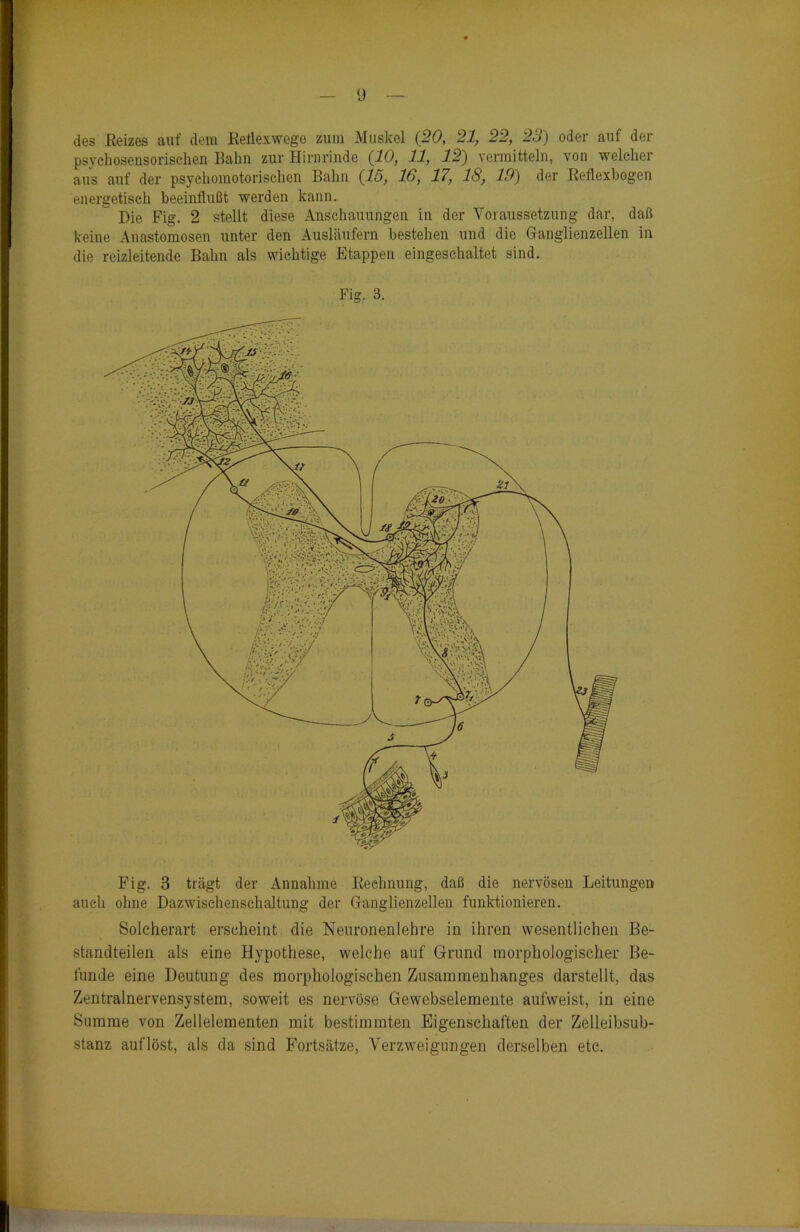 des Eeizes auf dem Reilexwege zum Muskel (20, 21, 22, 23) oder auf der psychosensorischen Bahn zur Hirnrinde (10, 11, 12) vermitteln, von welcher aus auf der psychomotorischen Bahn (15, 16, 17, 18, 19) der Reflexbogen energetisch beeinflußt werden kann. Die Fig. 2 stellt diese Anschauungen in der Voraussetzung dar, daß keine Anastomosen unter den Ausläufern bestehen und die Ganglienzellen in die reizleitende Bahn als wichtige Etappen eingeschaltet sind. Fig. 3. Fig. 3 trägt der Annahme Rechnung, daß die nervösen Leitungen auch ohne Dazwischenschaltung der Ganglienzellen funktionieren. Solcherart erscheint die Neuronenlehre in ihren wesentlichen Be- standteilen als eine Hypothese, welche auf Grund morphologischer Be- funde eine Deutung des morphologischen Zusammenhanges darstellt, das Zentralnervensystem, soweit es nervöse Gewebselemente aufweist, in eine Summe von Zellelementen mit bestimmten Eigenschaften der Zelleibsub- stanz auflöst, als da sind Fortsätze, Verzweigungen derselben etc.