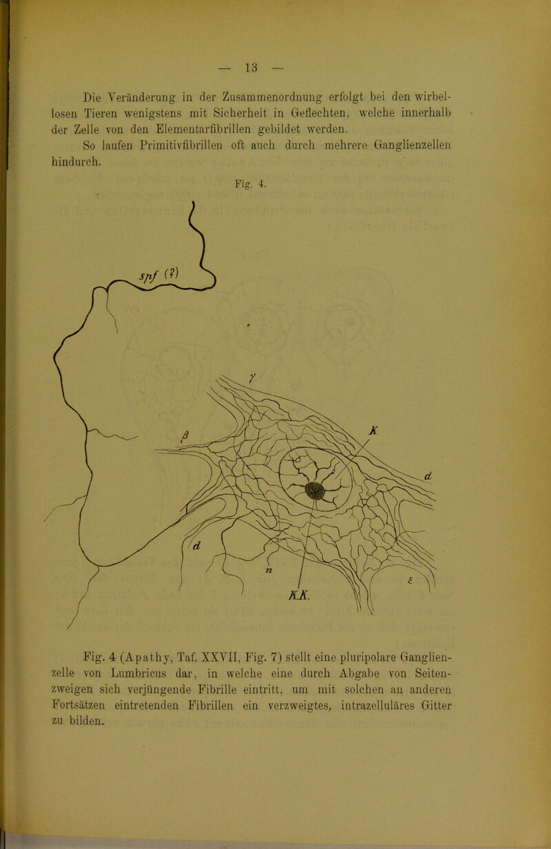 Die Veränderung in der Zusammenordnung erfolgt bei den wirbel- losen Tieren wenigstens mit Sicherheit in Geflechten, welche innerhalb der Zelle von den Elementarfibrillen gebildet werden. So laufen Primitivfibrillen oft auch durch mehrere Ganglienzellen hindurch. Fig. 4. Fig. 4 (Apathy, Taf. XXVII, Fig. 7) stellt eine pluripolare Ganglien- zelle von Lumbricus dar, in welche eine durch Abgabe von Seiten- zweigen sich verjüngende Fibrille eintritt, um mit solchen an anderen Fortsätzen eintretenden Fibrillen ein verzweigtes, intrazelluläres Gitter zu bilden.