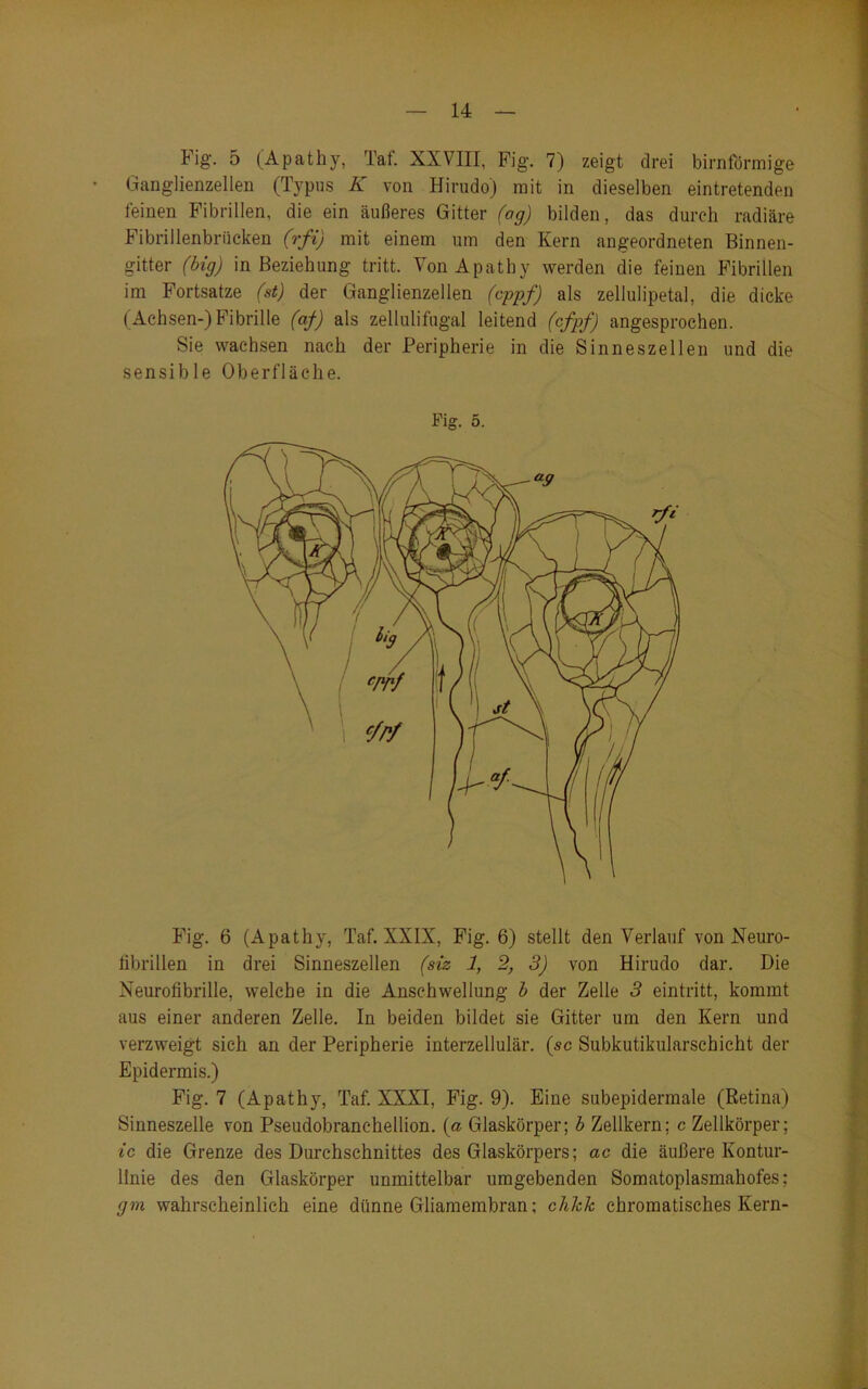 Fig. 5 (Apathy, Tat. XXVIII, Fig. 7) zeigt drei bimförmige Ganglienzellen (Typus K von Hirudo) mit in dieselben eintretenden feinen Fibrillen, die ein äußeres Gitter (ag) bilden, das durch radiäre Fibrillenbrücken (rfi) mit einem um den Kern ungeordneten Binnen- gitter (big) in Beziehung tritt. Von Apathy werden die feinen Fibrillen im Fortsatze (st) der Ganglienzellen (cppf) als zellulipetal, die dicke (Achsen-)Fibrille (af) als zellulifugal leitend (cfpf) angesprochen. Sie wachsen nach der Peripherie in die Sinneszellen und die sensible Oberfläche. 5. Fig. 6 (Apathy, Taf. XXIX, Fig. 6) stellt den Verlauf von Neuro- tibrillen in drei Sinneszellen (siz 1, 2, 3) von Hirudo dar. Die Neurofibrille, welche in die Anschwellung b der Zelle 3 eintritt, kommt aus einer anderen Zelle. In beiden bildet sie Gitter um den Kern und verzweigt sich an der Peripherie interzellulär, (sc Subkutikularschicht der Epidermis.) Fig. 7 (Apathy, Taf. XXXI, Fig. 9). Eine subepidermale (Retina) Sinneszelle von Pseudobrancheilion, (a Glaskörper; b Zellkern; c Zellkörper; ic die Grenze des Durchschnittes des Glaskörpers; ac die äußere Kontur- linie des den Glaskörper unmittelbar umgebenden Somatoplasmahofes; gm wahrscheinlich eine dünne Gliamembran; clikk chromatisches Kern-