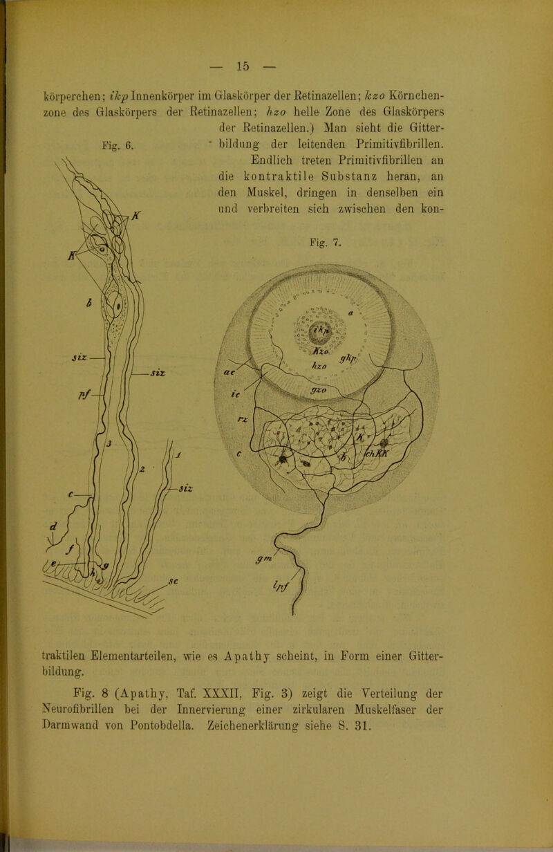 körperchen; ihpInnenkörper im Glaskörper der Retinazellen; lczo Körnchen- zone des Glaskörpers der Retinazellen; lizo helle Zone des Glaskörpers der Retinazellen.) Man sieht die Gitter- Fig. 6. ‘ bildung der leitenden Primitivfibrillen. Endlich treten Primitivfibrillen an die kontraktile Substanz heran, an den Muskel, dringen in denselben ein und verbreiten sich zwischen den kon- Fig. 7. traktilen Elementarteilen, wie es Apathy scheint, in Form einer Gitter- bildung. Fig. 8 (Apathy, Taf. XXXII, Fig. 3) zeigt die Verteilung der Neurofibrillen bei der Innervierung einer zirkularen Muskelfaser der Darmwand von Pontobdella. Zeichenerklärung siehe S. 31.