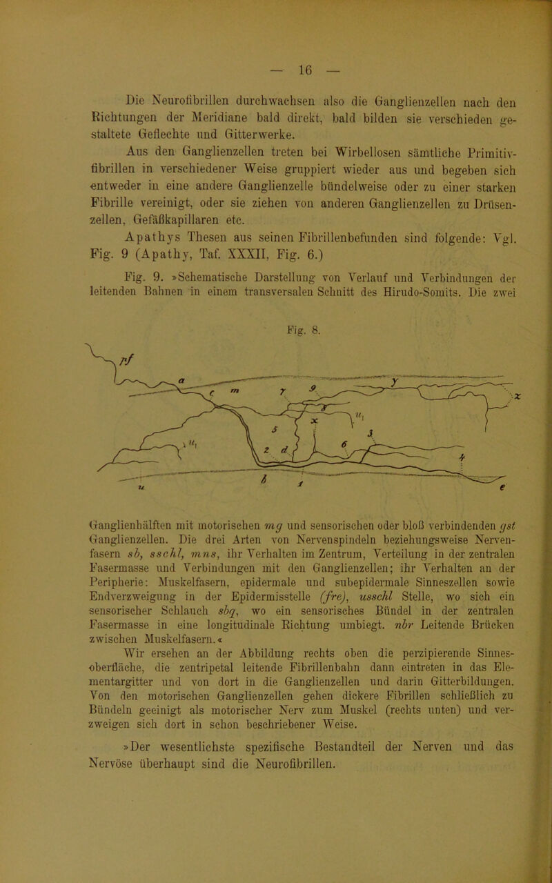 Die Neurofibrillen durchwachsen also die Ganglienzellen nach den Richtungen der Meridiane bald direkt, bald bilden sie verschieden ge- staltete Geflechte und Gitterwerke. Aus den Ganglienzellen treten bei Wirbellosen sämtliche Primitiv- fibrillen in verschiedener Weise gruppiert wieder aus und begeben sich entweder in eine andere Ganglienzelle bündelweise oder zu einer starken Fibrille vereinigt, oder sie ziehen von anderen Ganglienzellen zu Drüsen- zellen, Gefäßkapillaren etc. Apathys Thesen aus seinen Fibrillenbefunden sind folgende: Vgl. Fig. 9 (Apathy, Taf. XXXII, Fig. 6.) Fig. 9. »Schematische Darstellung von Verlauf und Verbindungen der leitenden Dahnen in einem transversalen Schnitt des Hirudo-Somits. Die zwei Fig. 8. Ganglienhälften mit motorischen mg und sensorischen oder bloß verbindenden gst Ganglienzellen. Die drei Arten von Nervenspindeln beziehungsweise Nerven- fasern sb, sschl, mns, ihr Verhalten im Zentrum, Verteilung in der zentralen Fasermasse und Verbindungen mit den Ganglienzellen; ihr Verhalten an der Peripherie: Muskelfasern, epidermale und subepidermale Sinneszellen sowie Endverzweigung in der Epidermisstelle (fre), usschl Stelle, wo sich ein sensorischer Schlauch sbg, wo ein sensorisches Bündel in der zentralen Fasermasse in eine longitudinale Richtung umbiegt, nbr Leitende Brücken zwischen Muskelfasern.« Wir ersehen an der Abbildung rechts oben die perzipierende Sinnes- oberfläehe, die zentripetal leitende Fibrillenbahn dann eintreten in das Ele- mentargitter und von dort in die Ganglienzellen und darin Gitterbildungen. Von den motorischen Ganglienzellen gehen dickere Fibrillen schließlich zu Bündeln geeinigt als motorischer Nerv zum Muskel (rechts unten) und ver- zweigen sich dort in schon beschriebener Weise. »Der wesentlichste spezifische Bestandteil der Nerven und das Nervöse überhaupt sind die Neurofibrillen.