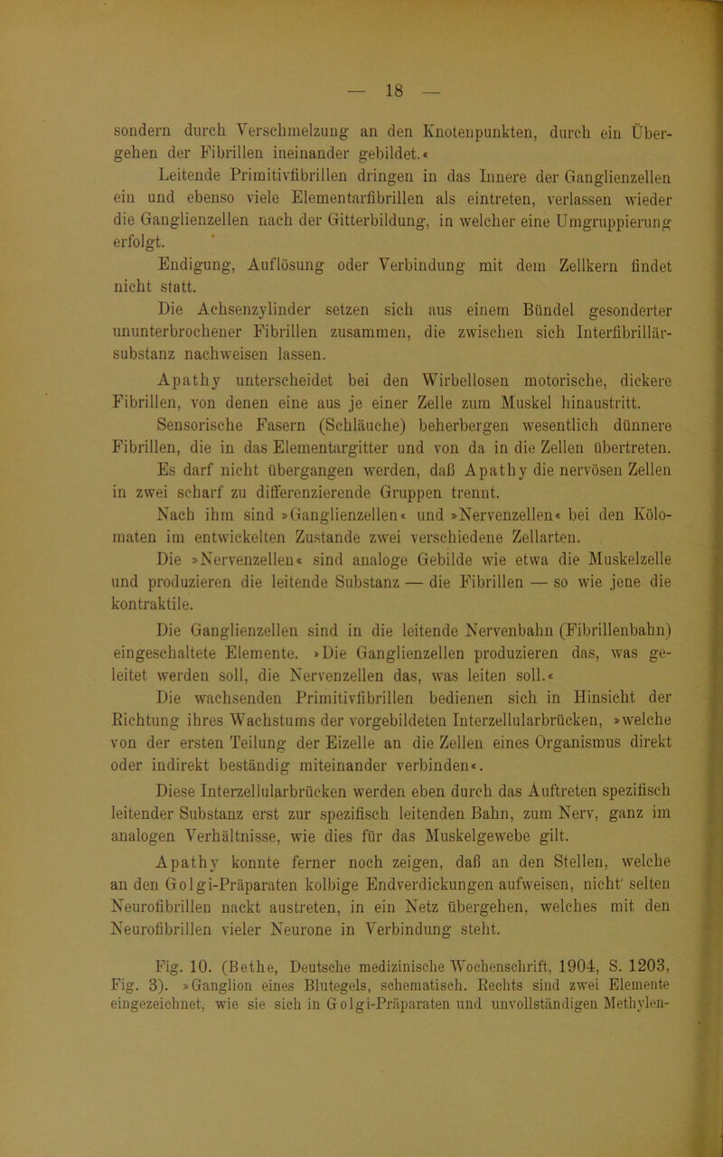 sondern durch Verschmelzung an den Knotenpunkten, durch ein Über- gehen der Fibrillen ineinander gebildet.« Leitende Primitivfibrillen dringen in das Innere der Ganglienzellen ein und ebenso viele Elementarfibrillen als eintreten, verlassen wieder die Ganglienzellen nach der Gitterbildung, in welcher eine Umgruppierung erfolgt. Endigung, Auflösung oder Verbindung mit dem Zellkern findet nicht statt. Die Achsenzylinder setzen sich aus einem Bündel gesonderter ununterbrochener Fibrillen zusammen, die zwischen sich Interfibrillär- substanz nachweisen lassen. Apathy unterscheidet bei den Wirbellosen motorische, dickere Fibrillen, von denen eine aus je einer Zelle zum Muskel hinaustritt. Sensorische Fasern (Schläuche) beherbergen wesentlich dünnere Fibrillen, die in das Elementargitter und von da in die Zellen übertreten. Es darf nicht übergangen werden, daß Apathy die nervösen Zellen in zwei scharf zu differenzierende Gruppen trennt. Nach ihm sind »Ganglienzellen« und »Nervenzellen« bei den Kölo- maten im entwickelten Zustande zwei verschiedene Zellarten. Die »Nervenzellen« sind analoge Gebilde wie etwa die Muskelzelle und produzieren die leitende Substanz — die Fibrillen — so wie jene die kontraktile. Die Ganglienzellen sind in die leitende Nervenbahn (Fibrillenbahn) eingeschaltete Elemente. »Die Ganglienzellen produzieren das, was ge- leitet werden soll, die Nervenzellen das, was leiten soll.« Die wachsenden Primitivfibrillen bedienen sich in Hinsicht der Richtung ihres Wachstums der vorgebildeten Interzellularbrücken, »welche von der ersten Teilung der Eizelle an die Zellen eines Organismus direkt oder indirekt beständig miteinander verbinden«. Diese Interzellularbrücken werden eben durch das Auftreten spezifisch leitender Substanz erst zur spezifisch leitenden Bahn, zum Nerv, ganz im analogen Verhältnisse, wie dies für das Muskelgewebe gilt. Apathy konnte ferner noch zeigen, daß an den Stellen, welche an den Golgi-Präparaten kolbige Endverdickungen aufweisen, nicht' selten Neurofibrillen nackt austreten, in ein Netz übergehen, welches mit den Neurofibrillen vieler Neurone in Verbindung steht. Fig. 10. (Betlie, Deutsche medizinische Wochenschrift, 1904, S. 1203, Fig. 3). »Ganglion eines Blutegels, schematisch. Rechts sind zwei Elemente eingezeichnet, wie sie sich in Golgi-Präparaten und unvollständigen Methylen-