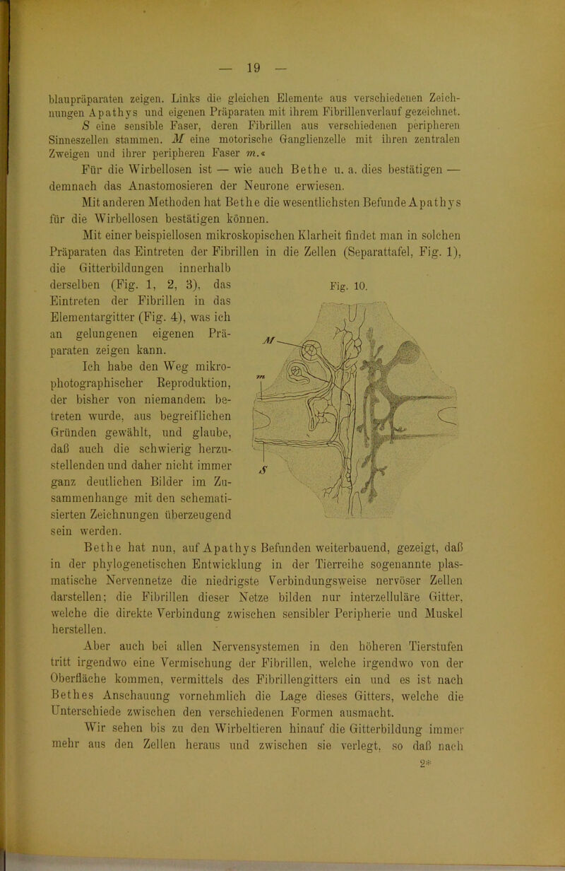 blaupräparaten zeigen. Links die gleichen Elemente aus verschiedenen Zeich- nungen Apathys und eigenen Präparaten mit ihrem Fibrillenverlauf gezeichnet. S eine sensible Faser, deren Fibrillen aus verschiedenen peripheren Sinneszellen stammen. M eine motorische Granglienzelle mit ihren zentralen Zweigen und ihrer peripheren Faser m.« Für die Wirbellosen ist — wie auch Bethe u. a. dies bestätigen — demnach das Anastomosieren der Neurone erwiesen. Mit anderen Methoden hat Bethe die wesentlichsten Befunde Apathys für die Wirbellosen bestätigen können. Mit einer beispiellosen mikroskopischen Klarheit findet man in solchen Präparaten das Eintreten der Fibrillen in die Zellen (Separattafel, Fig. 1), die Gitterbildungen innerhalb derselben (Fig. 1, 2, 3), das Eintreten der Fibrillen in das Elementargitter (Fig. 4), was ich an gelungenen eigenen Prä- paraten zeigen kann. Ich habe den Weg mikro- photographischer Reproduktion, der bisher von niemandem be- treten wurde, aus begreiflichen Gründen gewählt, und glaube, daß auch die schwierig herzu- stellenden und daher nicht immer ganz deutlichen Bilder im Zu- sammenhänge mit den schemati- sierten Zeichnungen überzeugend sein werden. Bethe hat nun, auf Apathys Befunden weiterbauend, gezeigt, daß in der phylogenetischen Entwicklung in der Tierreihe sogenannte plas- matische Nervennetze die niedrigste ^erbindungsAveise nervöser Zellen darstellen; die Fibrillen dieser Netze bilden nur interzelluläre Gitter, welche die direkte Verbindung zwischen sensibler Peripherie und Muskel herstellen. Aber auch bei allen Nervensystemen in den höheren Tierstufen tritt irgendwo eine Vermischung der Fibrillen, welche irgendwo von der Oberfläche kommen, vermittels des Fibrillengitters ein und es ist nach Bethes Anschauung vornehmlich die Lage dieses Gitters, welche die Unterschiede zwischen den verschiedenen Formen ausmacht. Wir sehen bis zu den Wirbeltieren hinauf die Gitterbildung immer mehr aus den Zellen heraus und zwischen sie verlegt, so daß nach 2* C