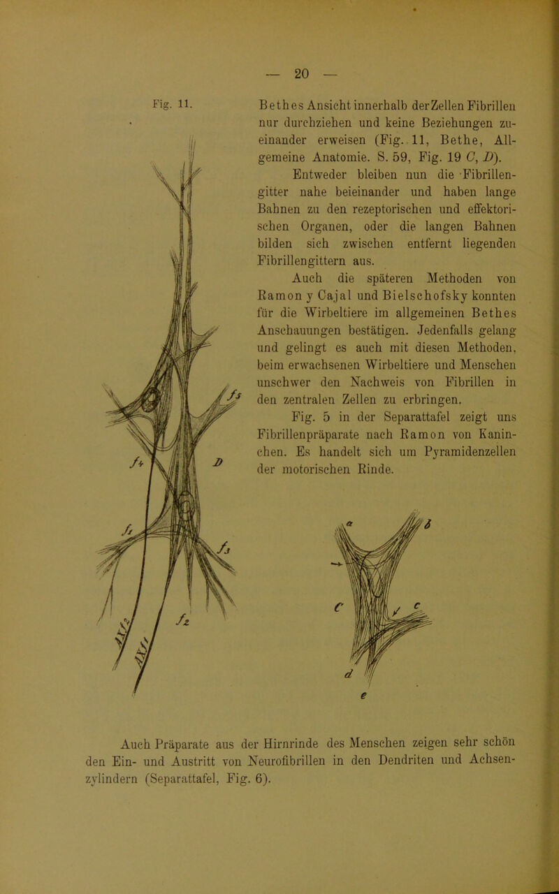 Fig. 11. B e th es Ansicht innerhalb der Zellen Fibrillen nur durchziehen und keine Beziehungen zu- einander erweisen (Fig. 11, Bethe, All- gemeine Anatomie. S. 59, Fig. 19 C, D). Entweder bleiben nun die Fibrillen- gitter nahe beieinander und haben lange Bahnen zu den rezeptorischen und effektori- schen Organen, oder die langen Bahnen bilden sich zwischen entfernt liegenden Fibrillengittern aus. Auch die späteren Methoden von Eamon y Ca.jal und Bielschofsky konnten für die Wirbeltiere im allgemeinen Bethes Anschauungen bestätigen. Jedenfalls gelang und gelingt es auch mit diesen Methoden, beim erwachsenen Wirbeltiere und Menschen unschwer den Nachweis von Fibrillen in den zentralen Zellen zu erbringen. Fig. 5 in der Separattafel zeigt uns Fibrillenpräparate nach Eamon von Kanin- chen. Es handelt sich um Pyramidenzellen der motorischen Binde. Auch Präparate aus der Hirnrinde des Menschen zeigen sehr schön den Ein- und Austritt von Neurofibrillen in den Dendriten und Achsen- zylindern (Separattafel, Fig. 6).