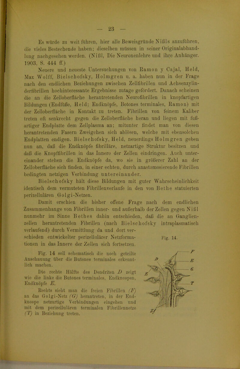 Es würde zu weit führen, hier alle Beweisgründe Nißls anzuführen, die vieles Bestechende haben; dieselben müssen in seiner Originalabhand- hing nachgesehen werden. (Nißl, Die Neuronenlehre und ihre Anhänger. 1903, S. 444 ff.) Neuere und neueste Untersuchungen von Rainon y Cajal, Held, Max Wolff, Bielschofsky, Holmgren u. a. haben nun in der Frage nach den endlichen Beziehungen zwischen Zellfibrillen und Achsenzylin- derfibrillen hochinteressante Ergebnisse zutage gefordert. Danach scheinen die an die Zelloberfläche herantretenden Neurofibrillen in knopfartigen Bildungen (Endfüße, Held; Endknöpfe, Botones terminales, Eamon) mit der Zelloberfläche in Kontakt zu treten. Fibrillen von feinem Kaliber treten oft senkrecht gegen die Zelloberfläche heran und liegen mit fuß- artiger Endplatte dem Zellplasma an; mitunter findet man von diesen herantretenden Fasern Zweigehen sich ablösen, w;elche mit ebensolchen Endplatten endigen. Bielschofsky, Held, neuerdings Holmgren geben nun an, daß die Endknöpfe fibrilläre, netzartige Struktur besitzen und daß die Knopfübrillen in das Innere der Zellen eindringeu. Auch unter- einander stehen die Endknöpfe da, wto sie in größerer Zahl an der Zelloberfläche sich finden, in einer echten, durch anastomosierende Fibrillen bedingten netzigen Verbindung untereinander. Bielschofsky hält diese Bildungen mit guter Wahrscheinlichkeit identisch dem vermuteten Fibrillenverlaufe in den von Bethe statuierten perizellulären Golgi-Netzen. Damit erschien die bisher offene Frage nach dem endlichen Zusammenhänge von Fibrillen inner- und außerhalb der Zellen gegen Nißl nunmehr im Sinne Bethes dahin entschieden, daß die an Ganglien- zellen herantretenden Fibrillen (nach Bielschofsky intraplasmatisch verlaufend) durch Vermittlung da und dort ver- tionen in das Innere der Zellen sich fortsetzen. Fig. 14 soll schematisch die noch geteilte Anschauung über die Butones terminales erkennt- lich machen. Die rechte Hälfte des Dendriten D zeigt wie die linke die Butones terminales, Endknospen, Endknöpfe JE. Rechts sieht man die freien Fibrillen (F) an das Golgi-Netz (G) herantreten, in der End- knospe netzartige Verbindungen eingehen und mit dem perizellulären terminalen Fibrillennetze (T) in Beziehung treten.
