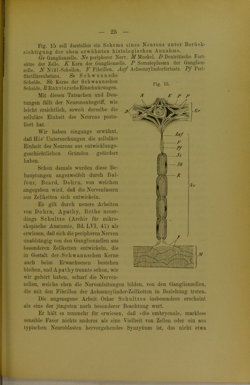 Fig. 15 soll darstellen ein Schema eines Neurons unter Berück- sichtigung der eben erwähnten histologischen Annahme. Gr Ganglienzelle. Nv peripherer Nerv. M Muskel. I) Dentritische Fort- sätze der Zelle. K Kern der .Ganglienzelle. P Somatoplasma der Ganglien- zelle. N Nißl-Seliollen. F Fibrillen. Axf Achsenzylinderfortsatz. Pf Peri- fibrillärsubstanz. Ss Schwann sehe Scheide. Sk Kerne der Sch wann sehen Scheide. ÄEafivierseheEinschnürungen. Mit diesen Tatsachen und Deu- tungen fällt der Neuronenbegriff, wie leicht ersichtlich, soweit derselbe die zelluläre Einheit des Neurons postu- liert hat. Wir haben eingangs erwähnt, daß His’ Untersuchungen die zelluläre Einheit des Neurons aus entwicklungs- geschichtlichen Gründen gefördert haben. Schon damals wurden diese Be- hauptungen angezweifelt durch Bal- four, Beard, Dohm, von welchen angegeben wird, daß die Nervenfasern aus Zellketten sich entwickeln. Es gilt durch neuere Arbeiten von Dohm, Apathy, Bethe neuer- dings Schultze (Archiv für mikro- skopische Anatomie, Bd. LVI, 41) als erwiesen, daß sich die peripheren Nerven unabhängig von den Ganglienzellen aus besonderen Zellketten entwickeln, die in Gestalt der -Sch wann sehen Kerne auch beim Erwachsenen bestehen bleiben, und Apathy trennte schon, wie wir gehört haben, scharf die Nerven- zellen, welche eben die Nervenleitungen bilden, von den Ganglienzellen, die mit den Fibrillen der Achsenzyliuder-Zellketten in Beziehung treten. Die angezogene Arbeit Oskar Schultzes insbesondere erscheint als eine der jüngsten noch besonderer Beachtung wert. Er hält es nunmehr für erwiesen, daß »die embryonale, marklose sensible Faser nichts anderes als eine Vielheit von Zellen oder ein aus typischen Neuroblasten hervorgehendes Synzytium ist, das nicht etwa