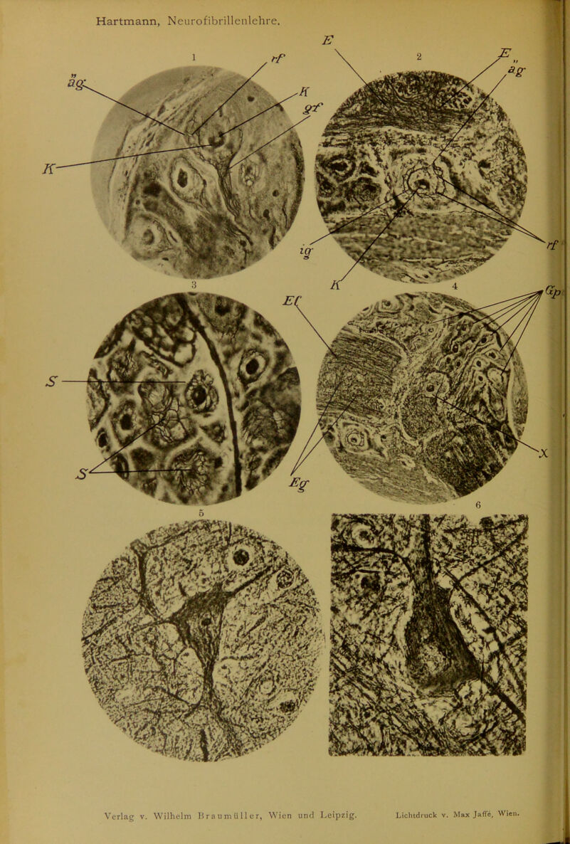 Hartmann, Neurofibrillenlehre, Verlag v. Wilhelm Braumiiller, Wien und Leipzig. Lichtdruck v. Max Jafl'e, Wien.