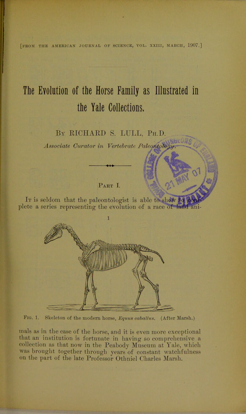 [FROM THE AMERICAN JOURNAL OF SCIENCE, VOL. XXIII, MARCII, 1907.] The Evolution of the Horse Family as Illustrated in the Yale Collections. By RICHARD S. LULL, Ph.D. Associate Curator in Vertebrate Pale ■‘S'.’ Part I. It is seldom that the paleontologist is able to shdw plete a series representing the evolution of a race Fig. 1. Skeleton of the modem horse, Equus caballus. (After Marsh.) inals as in the case of the horse, and it is even more exceptional that an institution is fortunate in having so comprehensive a collection as that now in the Peabody Museum at Yale, which was brought together through years of constant watchfulness on the part of the late Professor Otlmiel Charles Marsh.