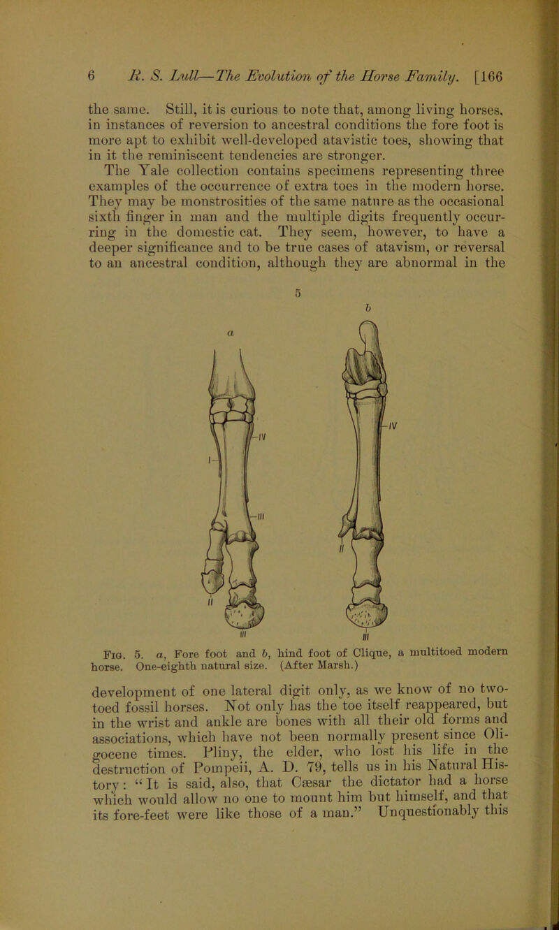 the same. Still, it is curious to note that, among living horses, in instances of reversion to ancestral conditions the fore foot is more apt to exhibit well-developed atavistic toes, showing that in it the reminiscent tendencies are stronger. The Yale collection contains specimens representing three examples of the occurrence of extra toes in the modern horse. They may be monstrosities of the same nature as the occasional sixth linger in man and the multiple digits frequently occur- ring in the domestic cat. They seem, however, to have a deeper significance and to be true cases of atavism, or reversal to an ancestral condition, although they are abnormal in the 5 b Fig. 5. a, Fore foot and b, hind foot of Clique, a multitoed modern horse. One-eighth natural size. (After Marsh.) development of one lateral digit only, as we know of no two- toed fossil horses. Not only has the toe itself reappeared, but in the wrist and ankle are bones with all their old forms and associations, which have not been normally present since Oli- gocene times. Tliny, the elder, who lost his life in the destruction of Pompeii, A. D. 79, tells us in his Natural His- tory : “ It is said, also, that Caesar the dictator had a horse which would allow no one to mount him but himself, and that its fore-feet were like those of a man.” Unquestionably this