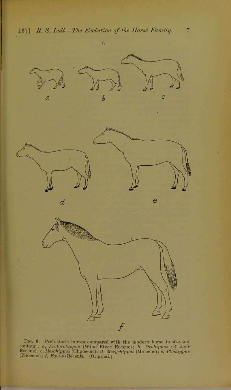 6 CL d e / Fig. 6. Prehistoric horses compared with the modern horse in size and contour ; a, Protorohippus (Wind River Eocene); ft. Orohippus (Bridger Eocene); c, Mesoliippus (Oligocene); cl, Merychippus (Miocene); c, Pliohipjms (Pliocene); /, Equus (Recent). (Original.)