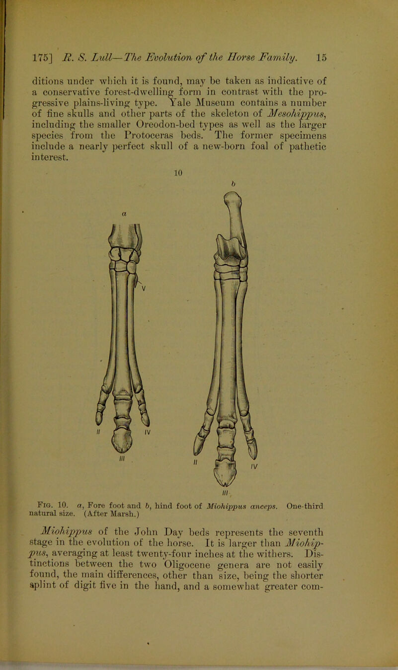 ditions under which it is found, may be taken as indicative of a conservative forest-dwelling form in contrast with the pro- gressive plains-living type. Yale Museum contains a number of fine skulls and other parts of the skeleton of Mesohippus, including the smaller Oreodon-bed types as well as the larger species from the Protoceras beds. The former specimens include a nearly perfect skull of a new-born foal of pathetic interest. in Fig. 10. a, Fore foot and b, hind foot of Miohippus anceps. One-third natural size. (After Marsh.) Miohippus of the John Day beds represents the seventh stage in the evolution of the horse. It is larger than Miohip- pus, averaging at least twenty-four inches at the withers. Dis- tinctions between the two Oligocene genera are not easily found, the main differences, other than size, being the shorter aplint of digit five in the hand, and a somewhat greater com- 10