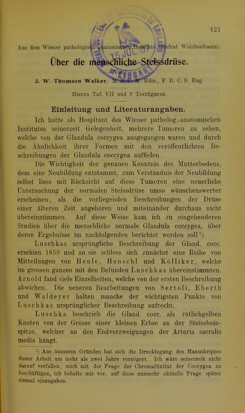 Ober die menschliche Steissdrüse. J. W. Thomson Wall idin., F. R. C. S. Eng. Hierzu Taf. VII und 9 Textfiguren. Einleitung und Literaturangaben. Ich hatte als Hospitant des Wiener patholog.-anatomischen Institutes seinerzeit Gelegenheit, mehrere Tumoren zu sehen, welche von der Glandula coccygea ausgegangen waren und durch die Ähnlichkeit ihrer Formen mit den veröffentlichten Be- schreibungen der Glandula coccygea auffielen. Die Wichtigkeit der genauen Kenntnis des Mutterbodens, dem eine Neubildung entstammt, zum Verständnis der Neubildung selbst liess mit Rücksicht auf diese Tumoren eine neuerliche Untersuchung der normalen Steissdrüse umso wünschenswerter erscheinen, als die vorliegenden Beschreibungen der Drüse einer älteren Zeit angehören und miteinander durchaus nicht übereinstimmen. Auf diese Weise kam ich zu eingehenderen Studien über die menschliche normale Glandula coccygea, über deren Ergebnisse im nachfolgenden berichtet werden soll1). Luschkas ursprüngliche Beschreibung der Gland. cocc. erschien 1859 und an sie schloss sich zunächst eine Reihe von Mitteilungen von Heule, Henschl und Kö 11 iker, welche im grossen ganzen mit den Befunden Luschkas übereinstimmten. Arnold fand viele Einzelheiten, welche von der ersten Beschreibung abwichen. Die neueren Bearbeitungen von Sertoli, Eberth und Waldeyer halten manche der wichtigsten Punkte von Luschkas ursprünglicher Beschreibung aufrecht. Luschka beschrieb die Gland. cocc. als rötlichgelben Knoten von der Grösse einer kleinen Erbse an der Steissbein- spitze, welcher an den Endverzweigungen der Arteria sacralis media hängt. b Aus äusseren Gründen hat sich die Drucklegung des Manuskriptes dieser Arbeit um mehr als zwei Jahre verzögert. Ich wäre seinerzeit nicht darauf verfallen, mich mit der Frage der Chromaffinität der Coccygea zu beschäftigen, ich behalte mir vor, auf diese nunmehr aktuelle Frage später einmal einzugehen.