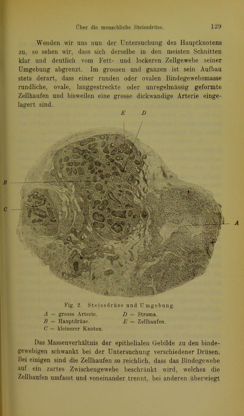 Wenden wir uns nun der Untersuchung des Hauptknotens zu, so sehen wir, dass sich derselbe in den meisten Schnitten klar und deutlich vom Fett- und lockeren Zellgewebe seiner Umgebung abgrenzt. Im grossen und ganzen ist sein Aufbau stets derart, dass einer runden oder ovalen Bindegewebsmasse rundliche, ovale, langgestreckte oder unregelmässig geformte Zellhaufen und bisweilen eine grosse dickwandige Arterie einge- lagert sind. E B Fig. 2. Steissdriise und Umgebung. A = grosse Arterie. D = Stroma. B = Hauptdrüse. E = Zellhaufen. C = kleinerer Knoten. Das Massenverhältnis der epithelialen Gebilde zu den binde- gewebigen schwankt bei der Untersuchung verschiedener Drüsen. Bei einigen sind die Zellhaufen so reichlich, dass das Bindegewebe auf ein zartes Zwischengewebe beschränkt wird, welches die Zellhaufen umfasst und voneinander trennt, bei anderen überwiegt