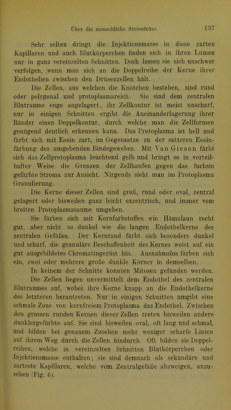 Sehr selten dringt die Injektionsmasse in diese zarten Kapillaren und auch Blutkörperchen finden sich in ihren Lumen nur in ganz vereinzelten Schnitten. Doch lassen sie sich unschwer verfolgen, wenn man sich an die Doppelreihe der Kerne ihrer Endothelien zwischen den Drüsenzellen hält. Die Zellen, aus welchen die Knötchen bestehen, sind rund oder polygonal und protoplasmareich. Sie sind dem zentralen Blutraume enge angelagert, ihr Zellkontur ist meist unscharf, nur in einigen Schnitten ergibt die Aneinanderlagerung ihrer Ränder einen Doppelkontur, durch welche man die Zellformen genügend deutlich erkennen kann. Das Protoplasma ist hell und färbt sich mit Eosin zart, im Gegensätze zu der satteren Eosin- färbung des umgebenden Bindegewebes. Mit Yan Gieson färbt sich das Zellprotoplasma leuchtend gelb und bringt so in vorteil- hafter Weise die Grenzen der Zellhaufen gegen das fuchsin gefärbte Stroma zur Ansicht. Nirgends sieht man im Protoplasma Granulierung. Die Kerne dieser Zellen sind groß, rund oder oval, zentral gelagert oder bisweilen ganz leicht exzentrisch, und immer vom breiten Protoplasmasaume umgeben. Sie färben sich mit Kernfarbstoffen wie Hämalaun recht gut, aber nicht so dunkel wie die langen Endothelkerne des zentralen Gefäßes. Der Kernrand färbt sich besonders dunkel und scharf, die granuläre Beschaffenheit des Kernes weist auf ein gut ausgebildetes Chromatingeriist hin. Ausnahmslos färben sich ein. zwei oder mehrere große dunkle Körner in demselben. In keinem der Schnitte konnten Mitosen gefunden werden. Die Zellen liegen unvermittelt dem Endothel des zentralen Blutraumes auf, wobei ihre Kerne knapp an die Endothelkerne des letzteren herantreten. Nur in einigen Schnitten umgibt eine schmale Zone von kernfreiem Protoplasma das Endothel. Zwischen den grossen runden Kernen dieser Zellen treten bisweilen andere dunklergefärbte auf. Sie sind bisweilen oval, oft lang und schmal, und bilden bei genauem Zusehen mehr weniger scharfe Linien auf ihrem Weg durch die Zellen hindurch. Oft bilden sie Doppel- reihen, welche in vereinzelten Schnitten Blutkörperchen oder Injektionsmasse enthalten; sie sind demnach als sekundäre und zarteste Kapillaren, welche vom Zentralgefäße abzweigen, anzu- sehen (Fig. 6).