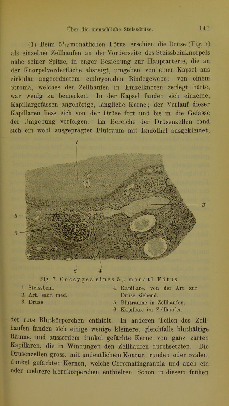 (1) Beim 5x/2 monatlichen Fötus erschien die Drüse (Fig. 7) als einzelner Zellhaufen an der Vorderseite des Steissbeinknorpels nahe seiner Spitze, in enger Beziehung zur Hauptarterie, die an der Ivnorpelvorderdäche absteigt, umgeben von einer Kapsel aus zirkulär angeordnetem embryonalen Bindegewebe; von einem Stroma, welches den Zellhaufen in Einzelknoten zerlegt hätte, war wenig zu bemerken. In der Kapsel fanden sich einzelne, Kapillargefässen angehörige, längliche Kerne; der Verlauf dieser Kapillaren liess sich von der Drüse fort und bis in die Gefässe der Umgebung verfolgen. Im Bereiche der Drüsenzellen fand sich ein wohl ausgeprägter Blutraum mit Endothel ausgekleidet, 1 6 4 Fig. 7. Coccygea eines 51/2 monatl. Fötus. 1. Steissbein. 4. Kapillare, von der Art. zur 2. Art. sacr. med. Drüse ziehend. 3. Drüse. 5. Bluträume in Zellhaufen. 6. Kapillare im Zellhaufen. der rote Blutkörperchen enthielt. In anderen Teilen des Zell- haufen fanden sich einige wenige kleinere, gleichfalls bluthältige Räume, und ausserdem dunkel gefärbte Kerne von ganz zarten Kapillaren, die in Windungen den Zellhaufen durchsetzten. Die Drüsenzellen gross, mit undeutlichem Kontur, runden oder ovalen, dunkel gefärbten Kernen, welche Chromatingranula und auch ein oder mehrere Kernkörperchen enthielten. Schon in diesem frühen